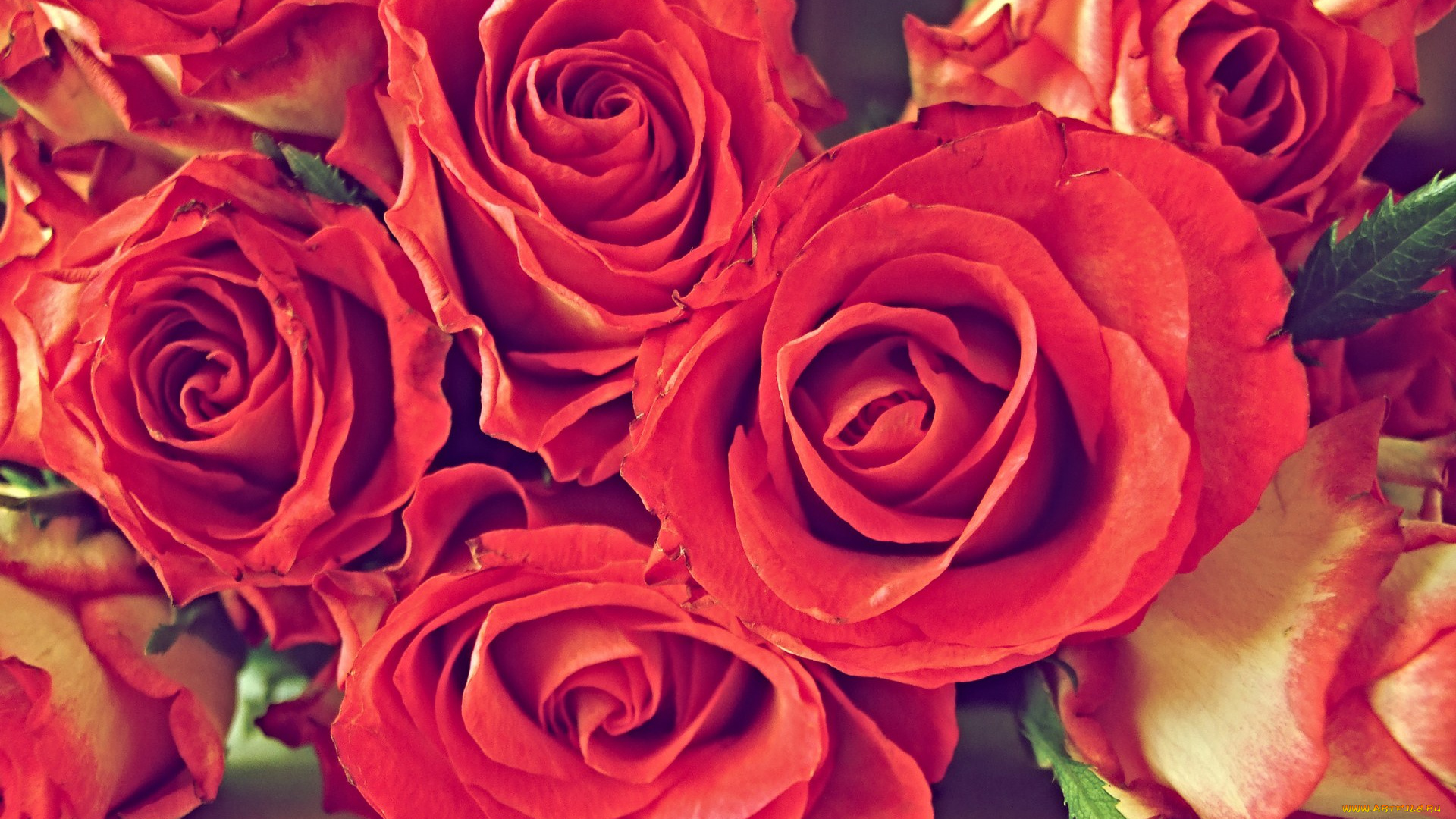 цветы, розы