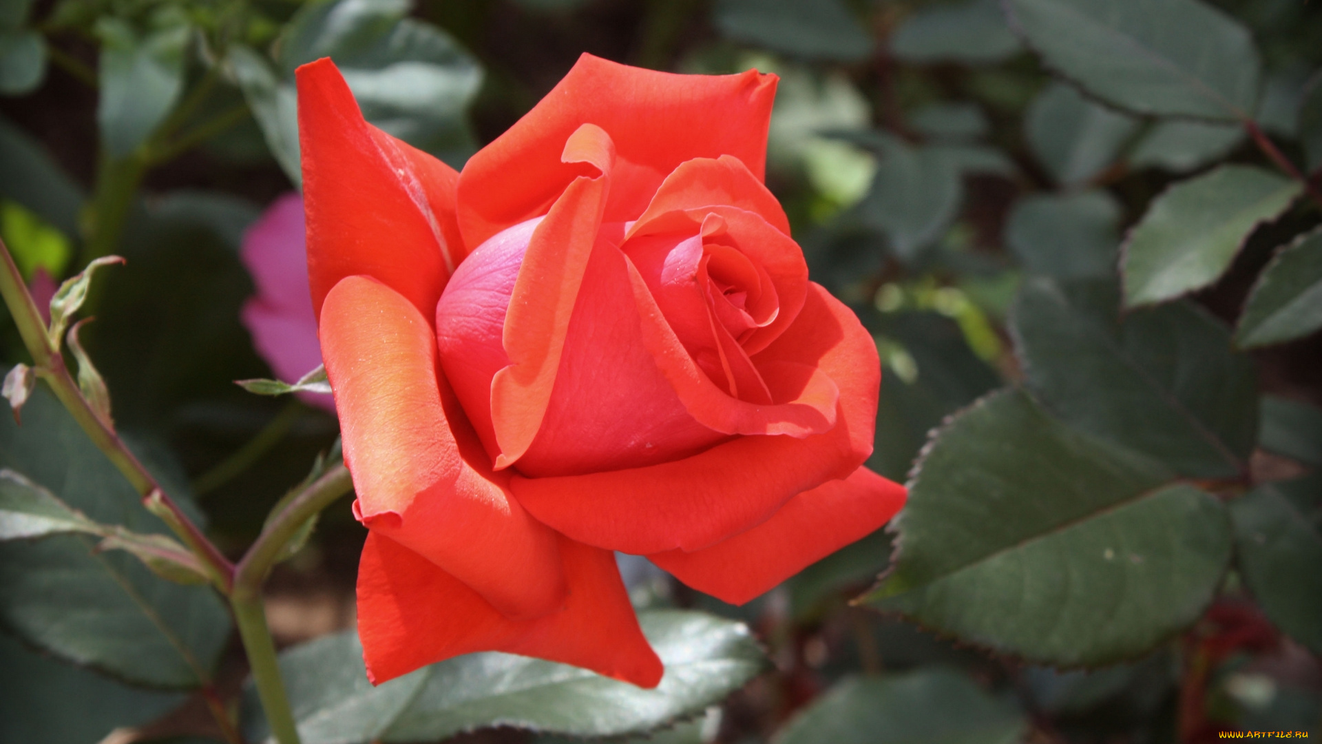 цветы, розы