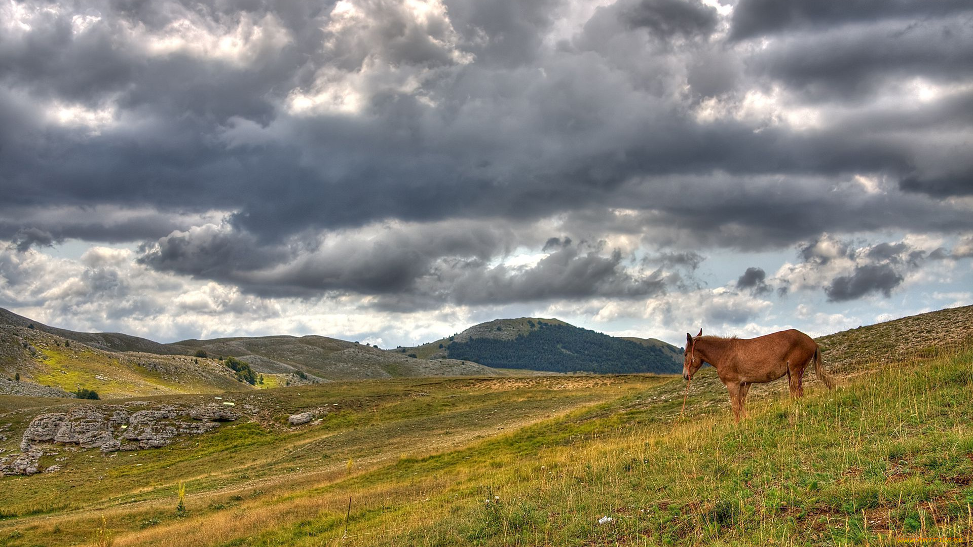 животные, лошади
