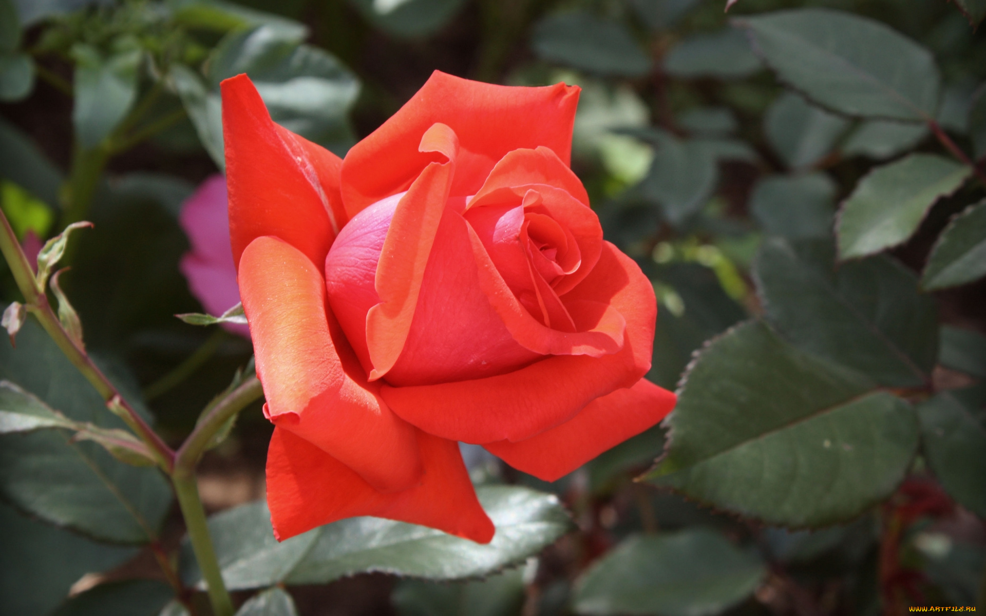 цветы, розы