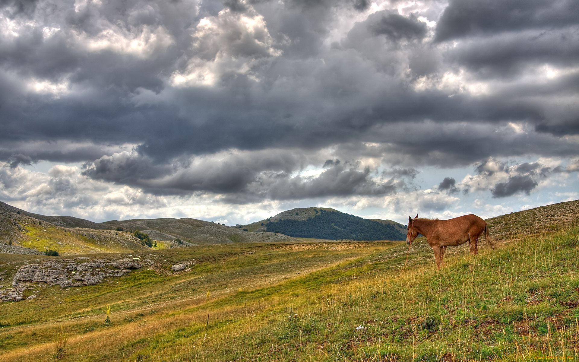 животные, лошади
