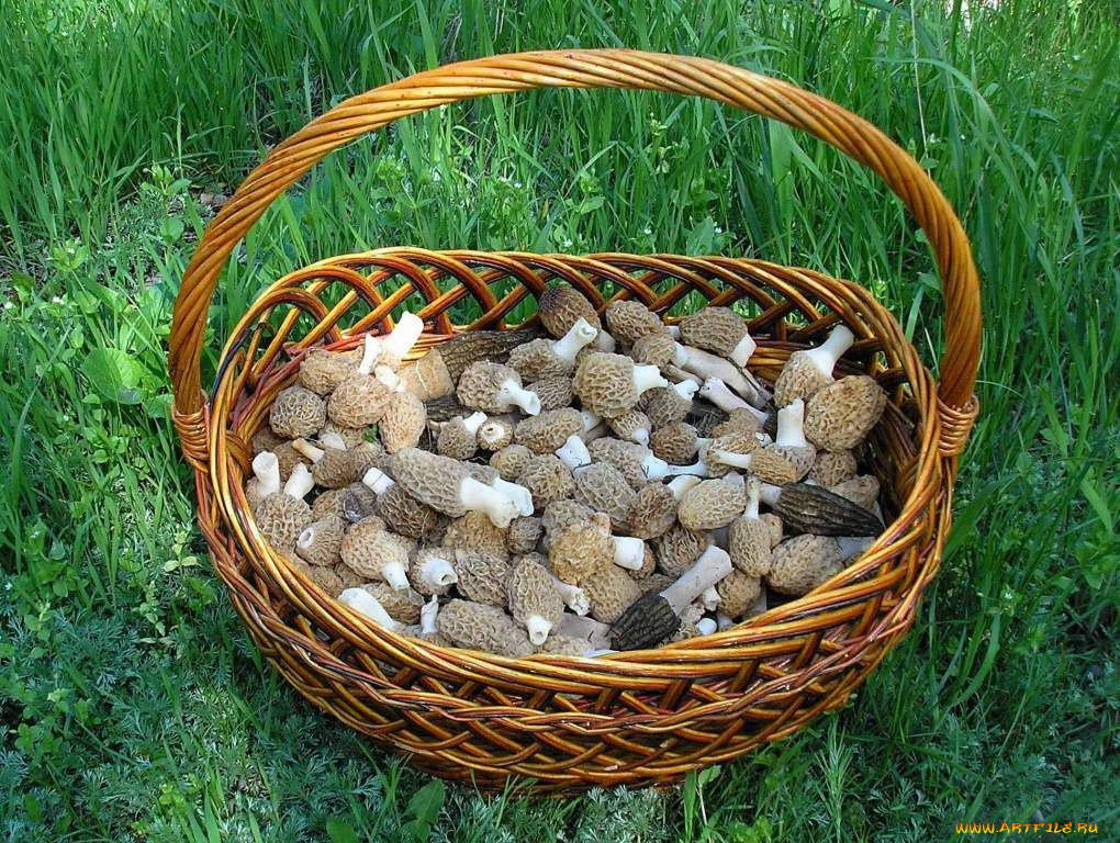 еда, грибы, грибные, блюда