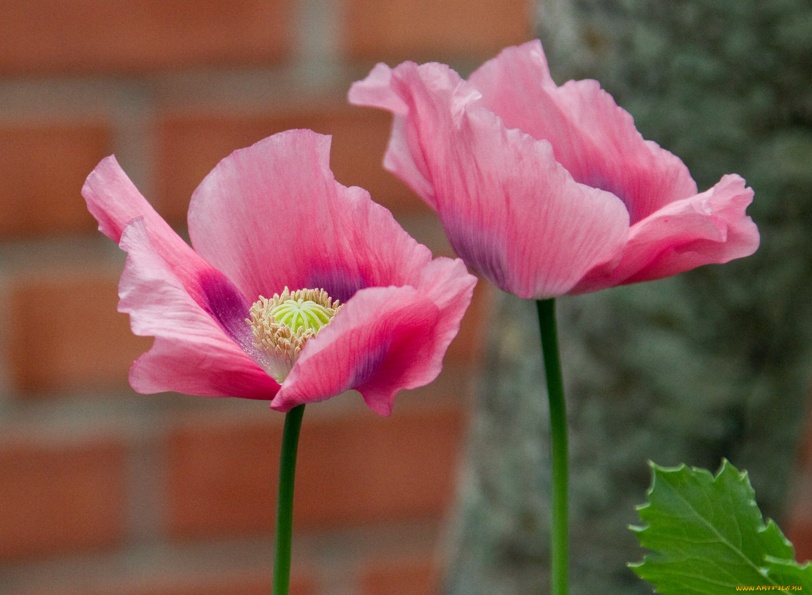 цветы, маки