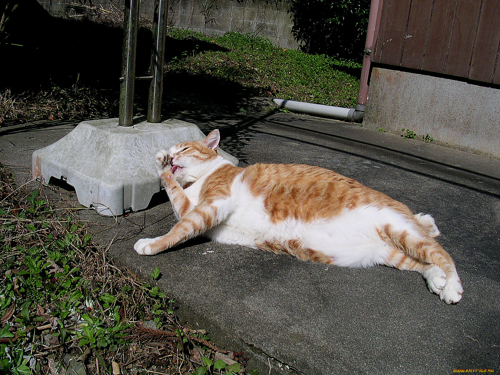 животные, коты, кот