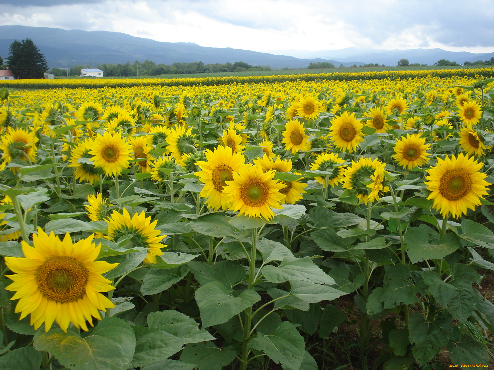 цветы, подсолнухи