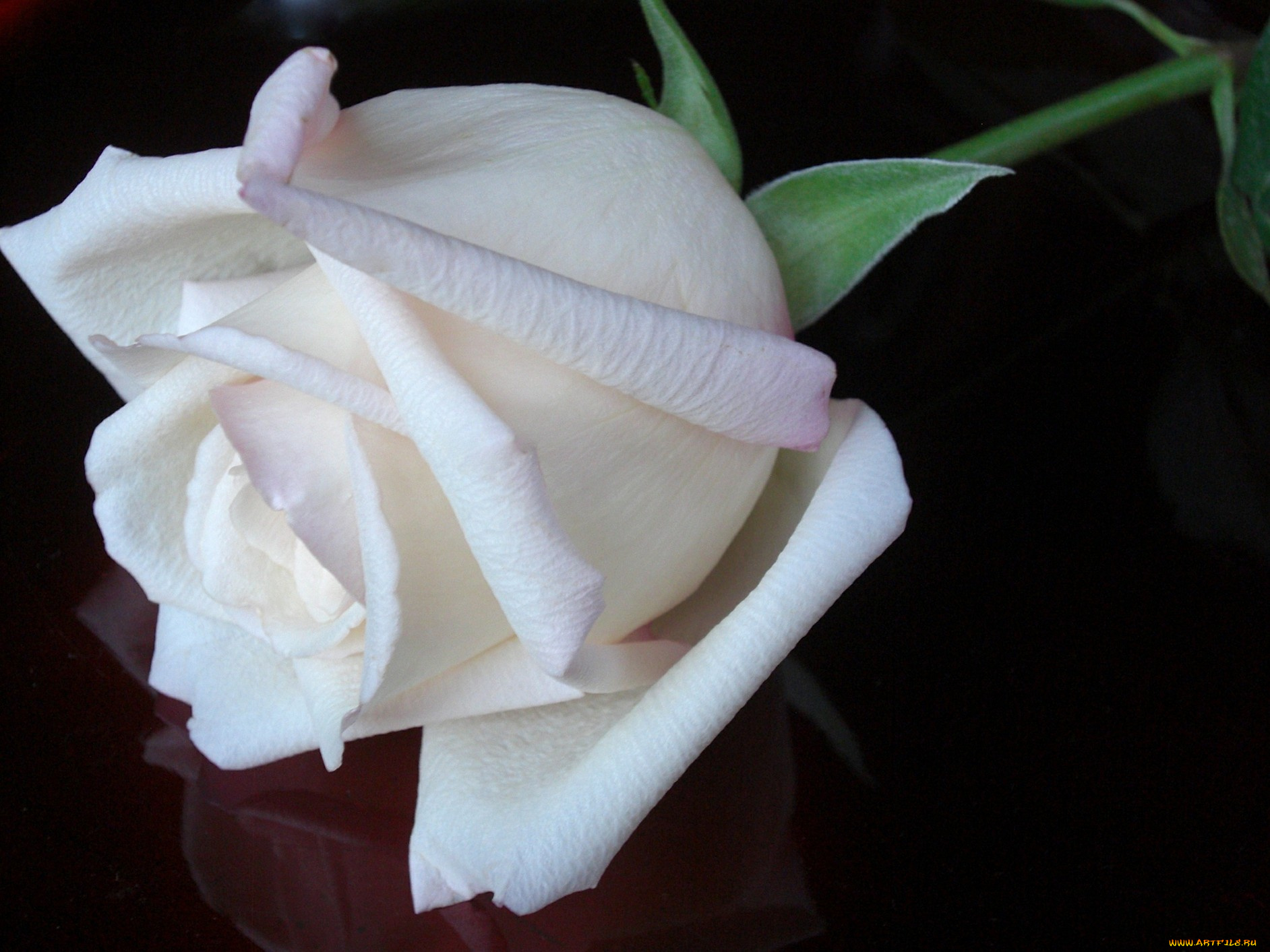 цветы, розы, роза