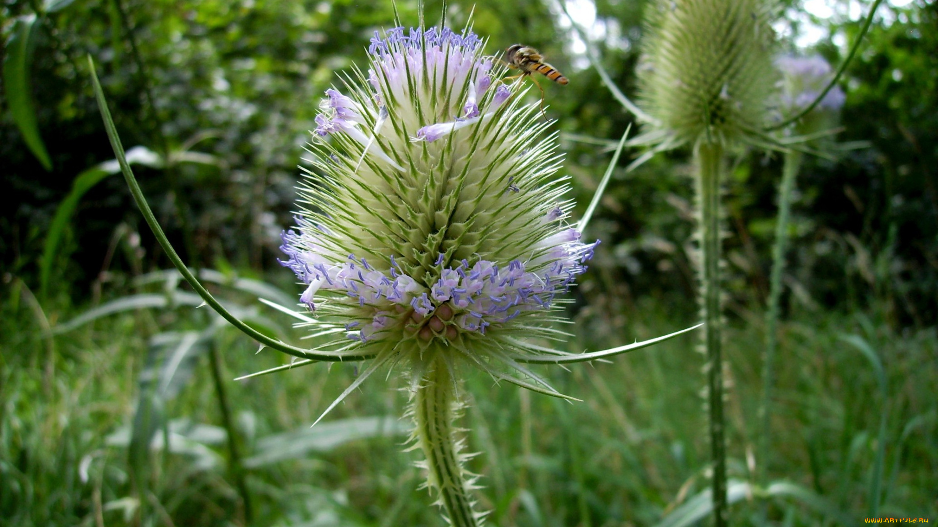 цветы, Чертополох, репейник, бутон