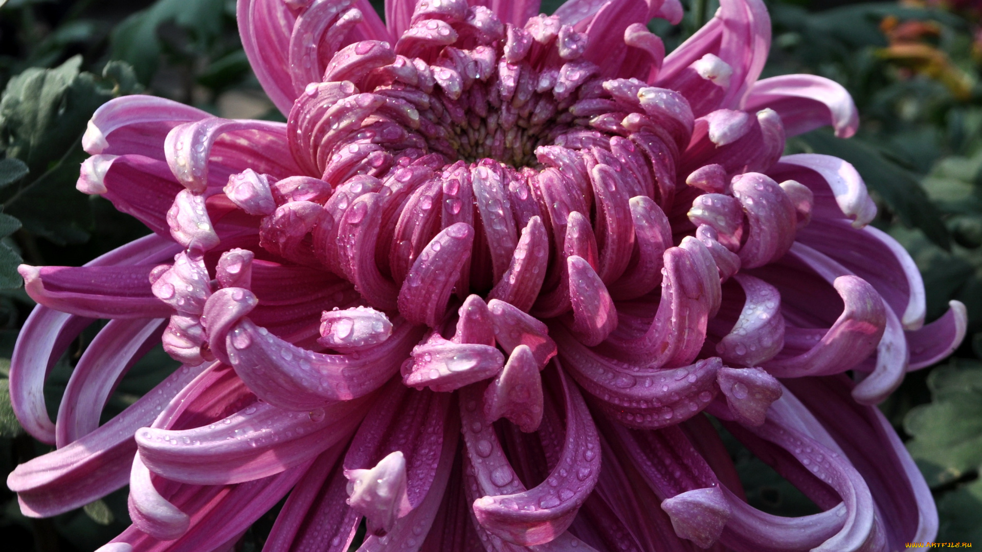 цветы, хризантемы, хризантема