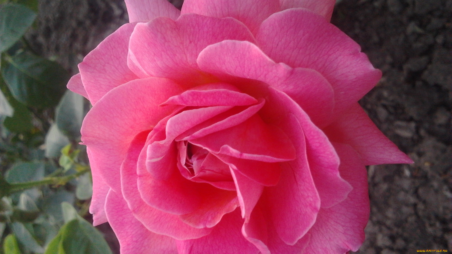 цветы, розы, роза