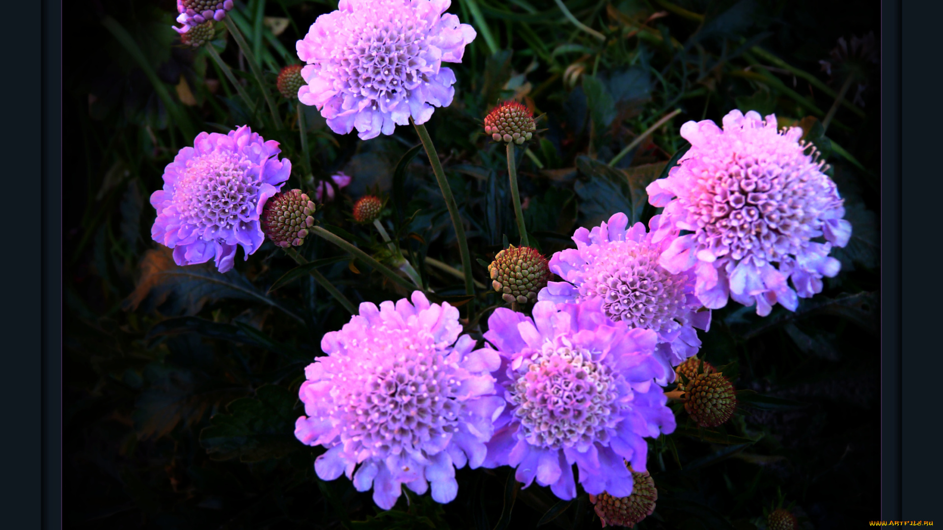 цветы, скабиоза, сиреневый