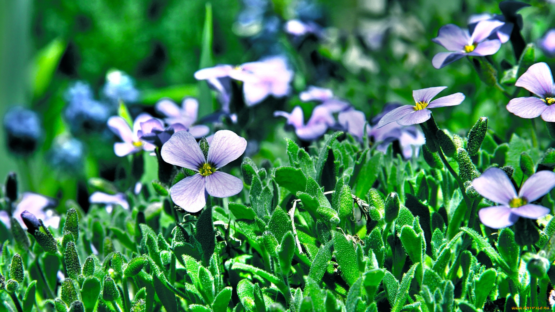 цветы, трава, зеленый, фон