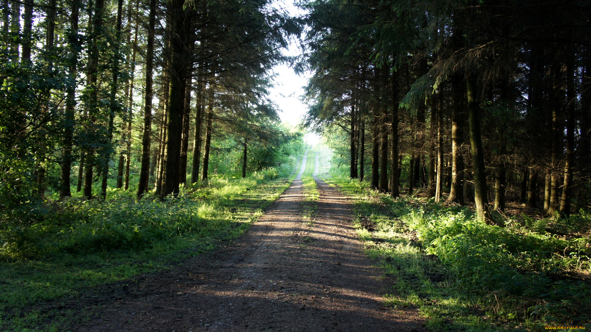 дания, обенро, природа, дороги, лес