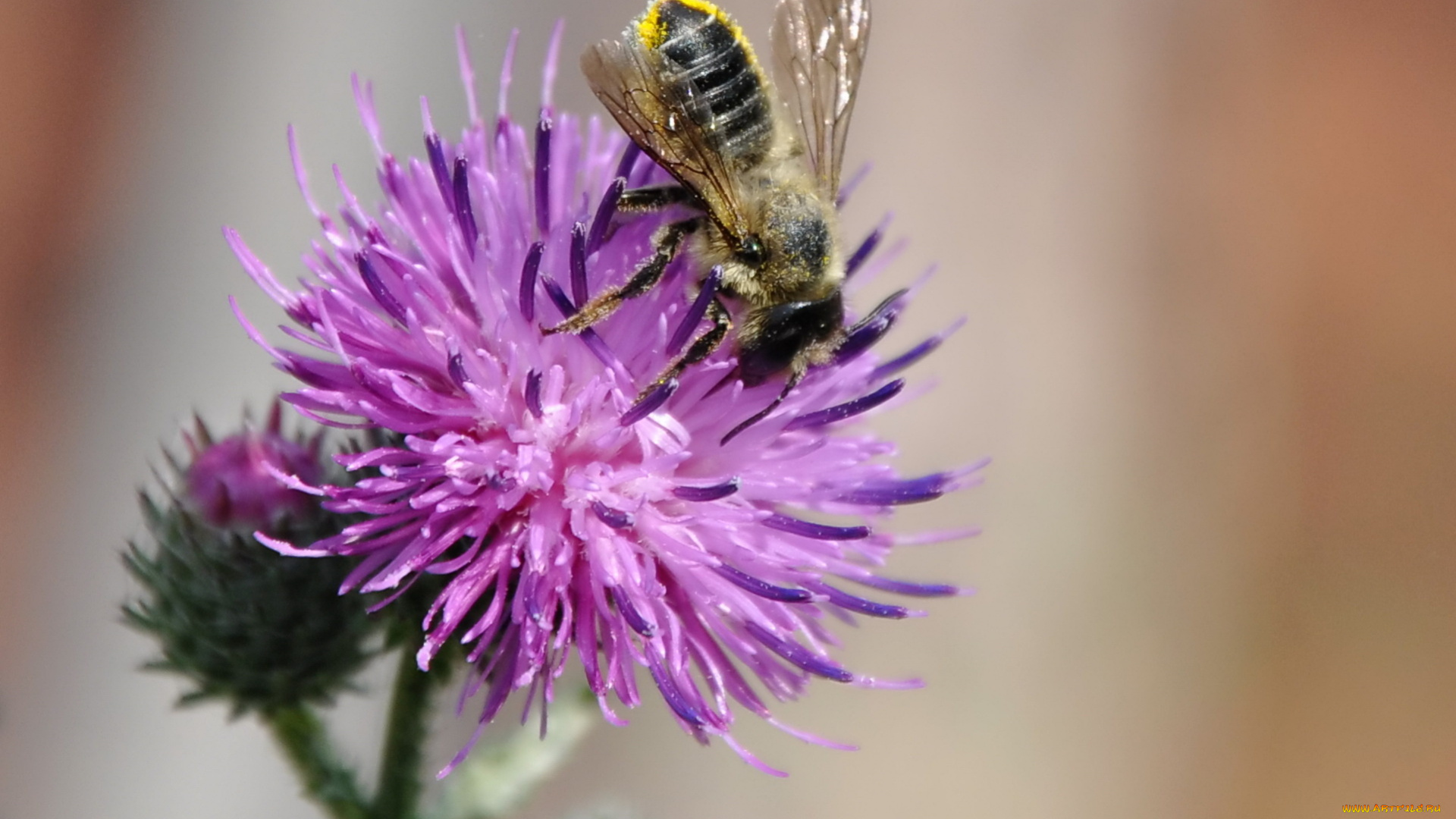 пчела, животные, пчелы, осы, шмели