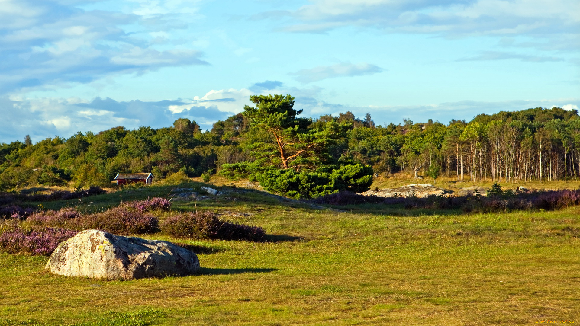швеция, вестра, гёталанд, природа, пейзажи, лес, поляна
