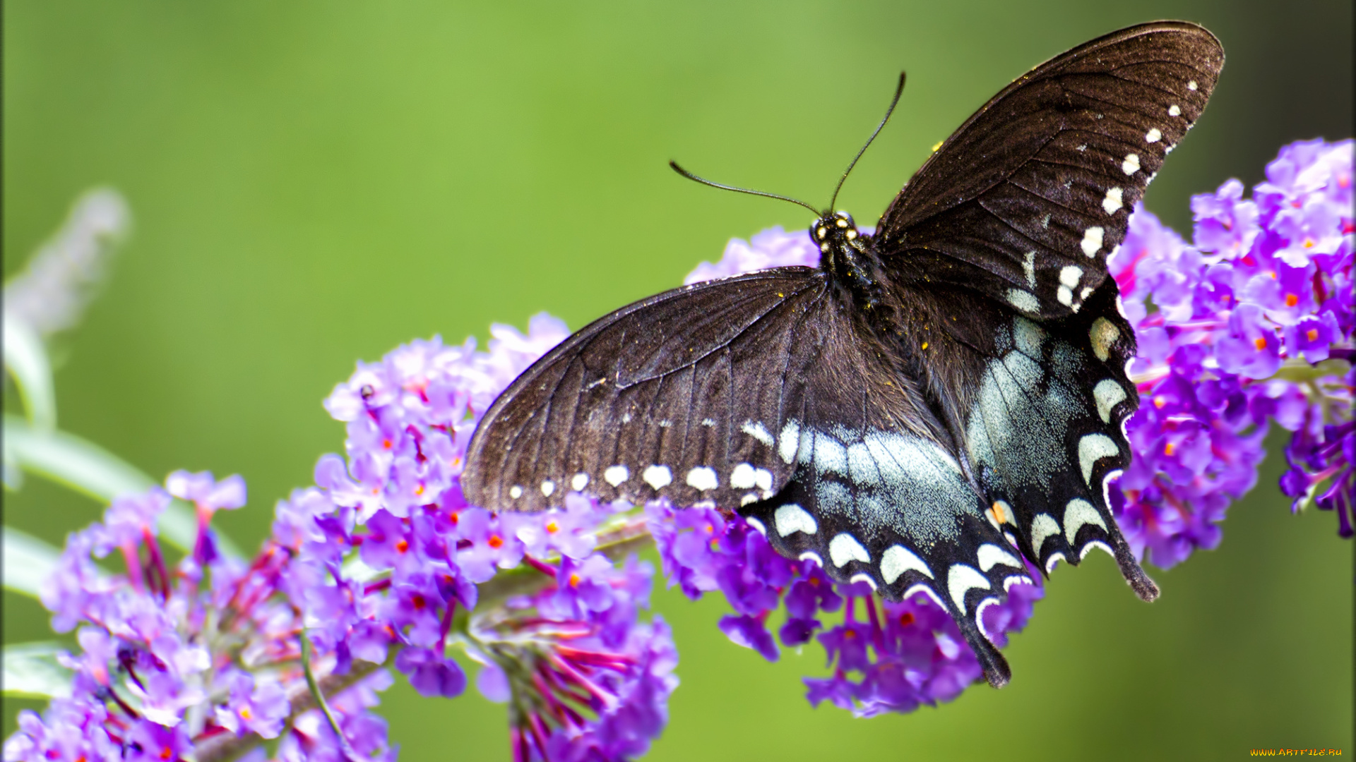 животные, бабочки, бабочка