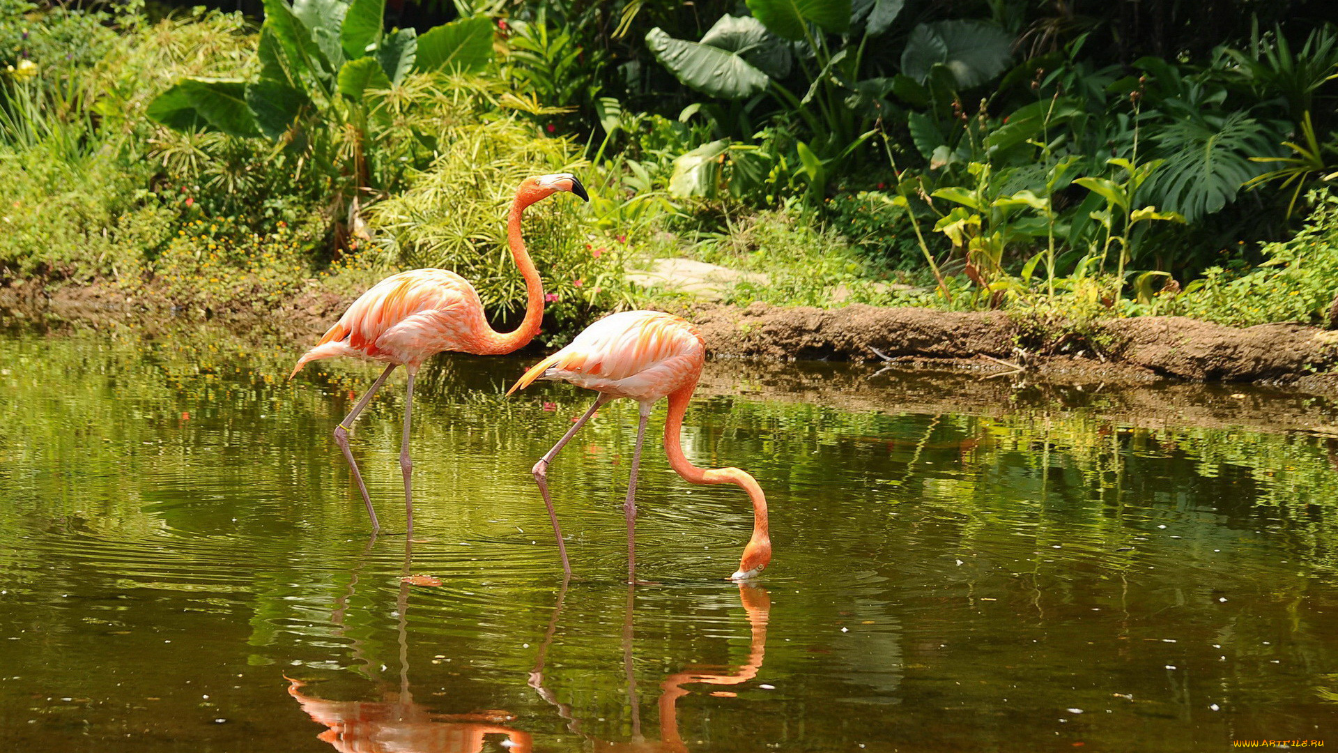 животные, фламинго