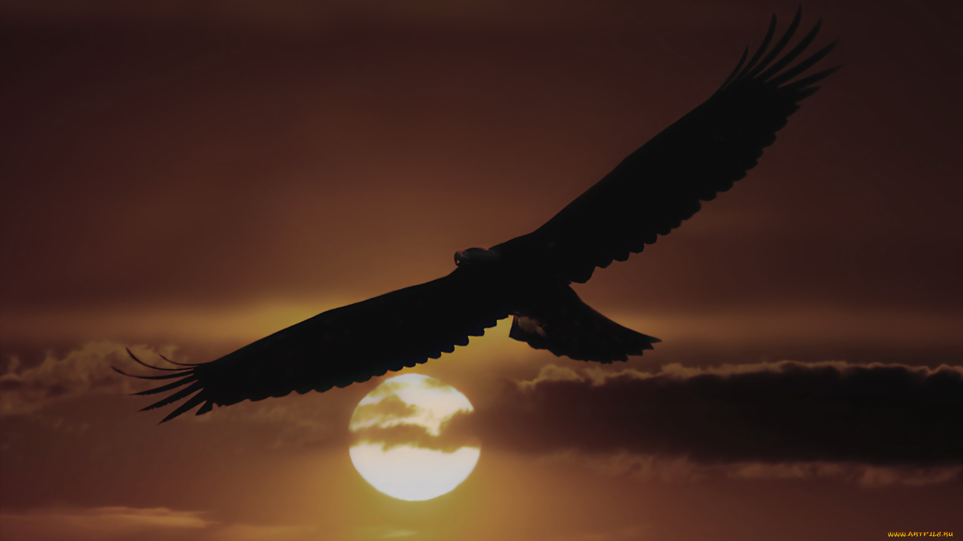 животные, птицы, хищники, полет