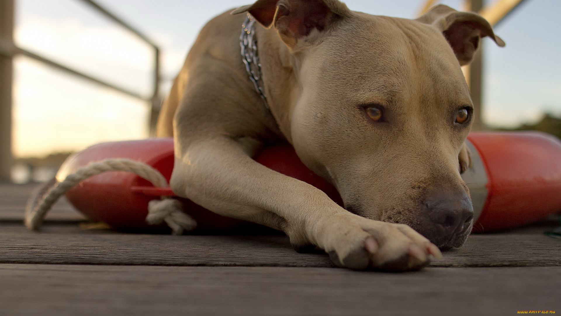 животные, собаки, собака, взгляд, фон