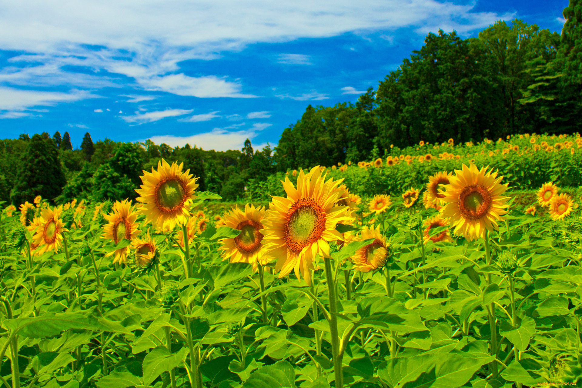 цветы, подсолнухи
