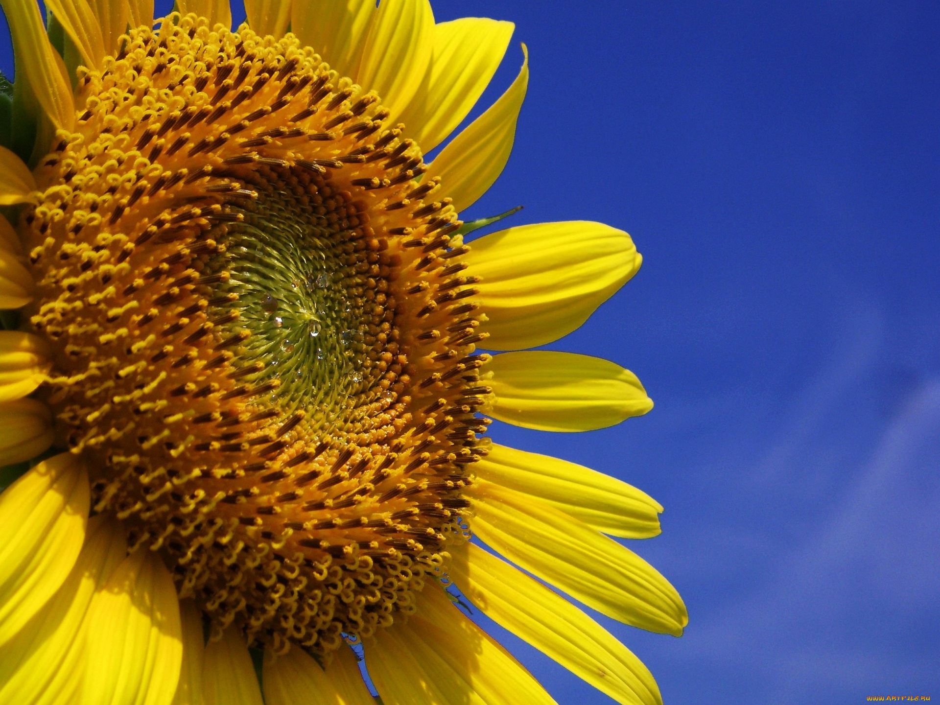 цветы, подсолнухи, подсолнух