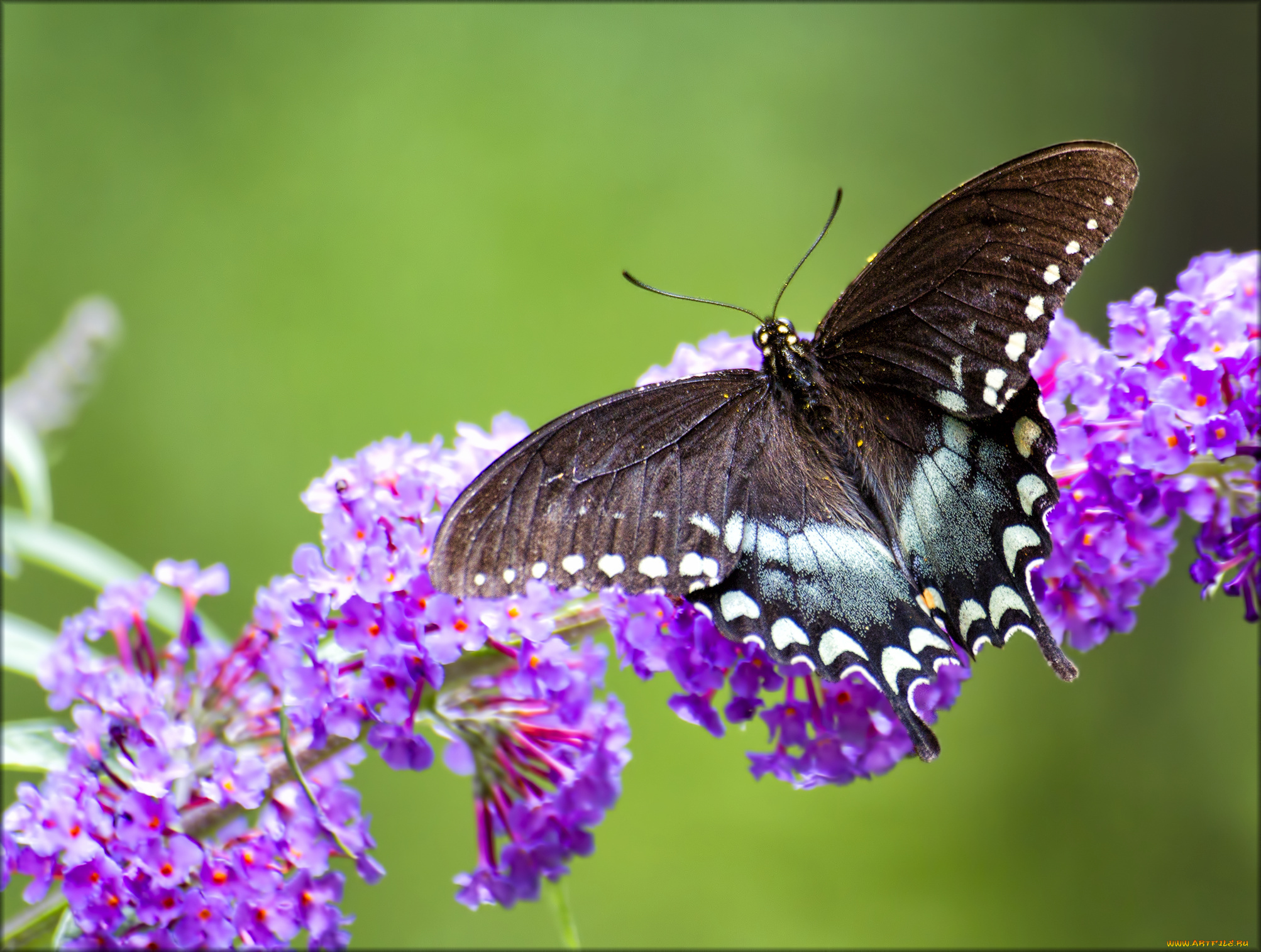животные, бабочки, бабочка
