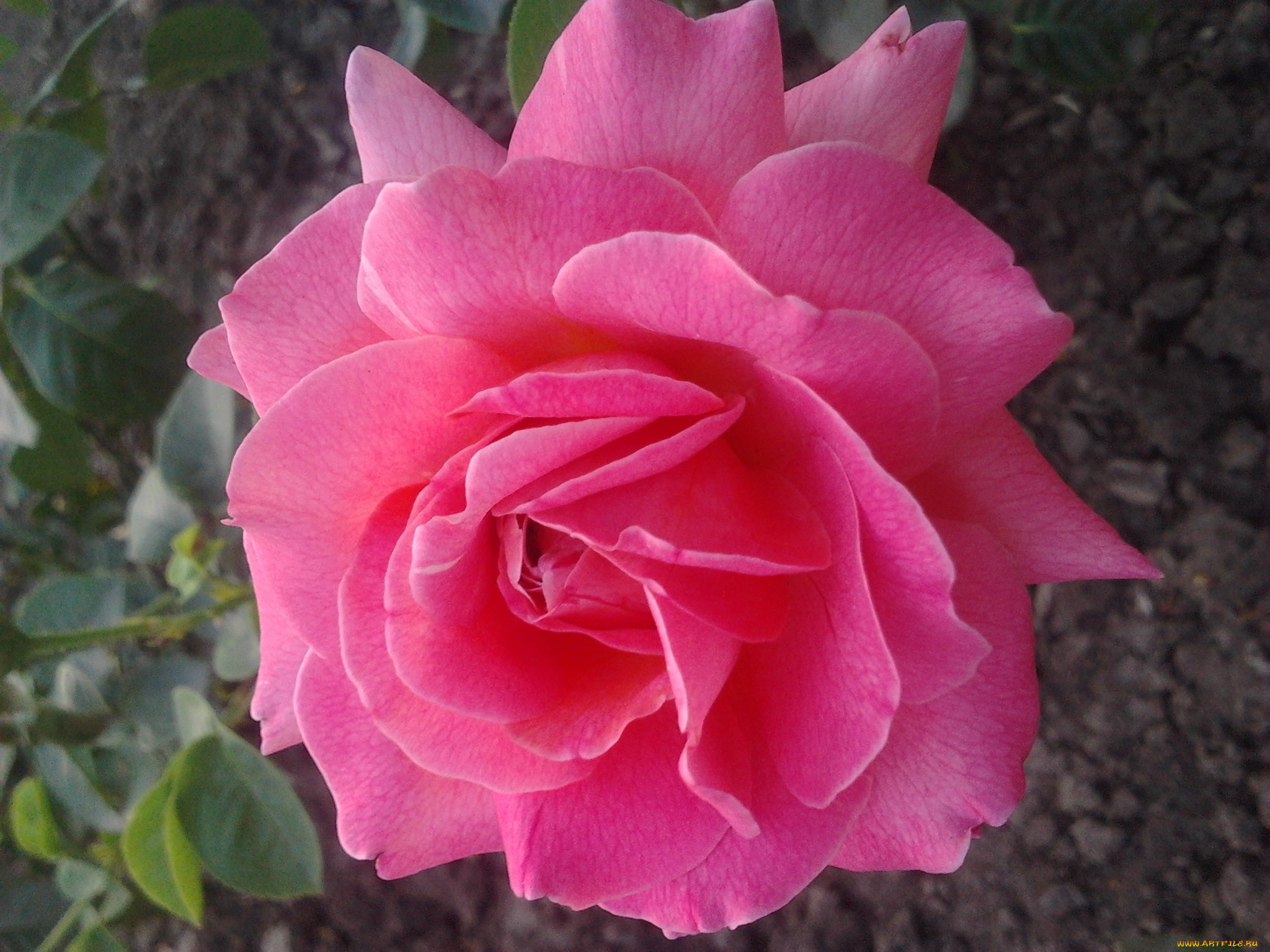 цветы, розы, роза