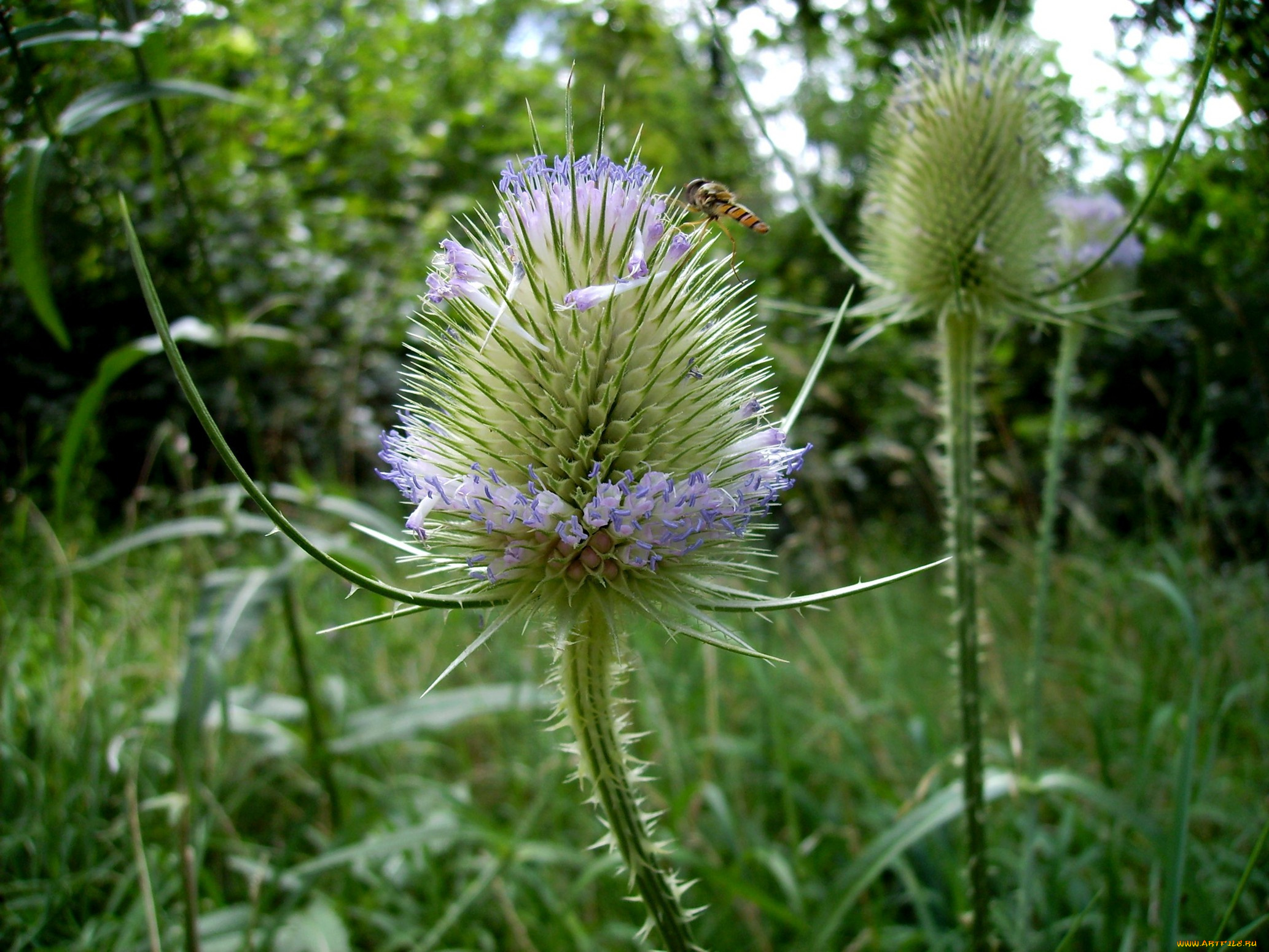 цветы, Чертополох, репейник, бутон