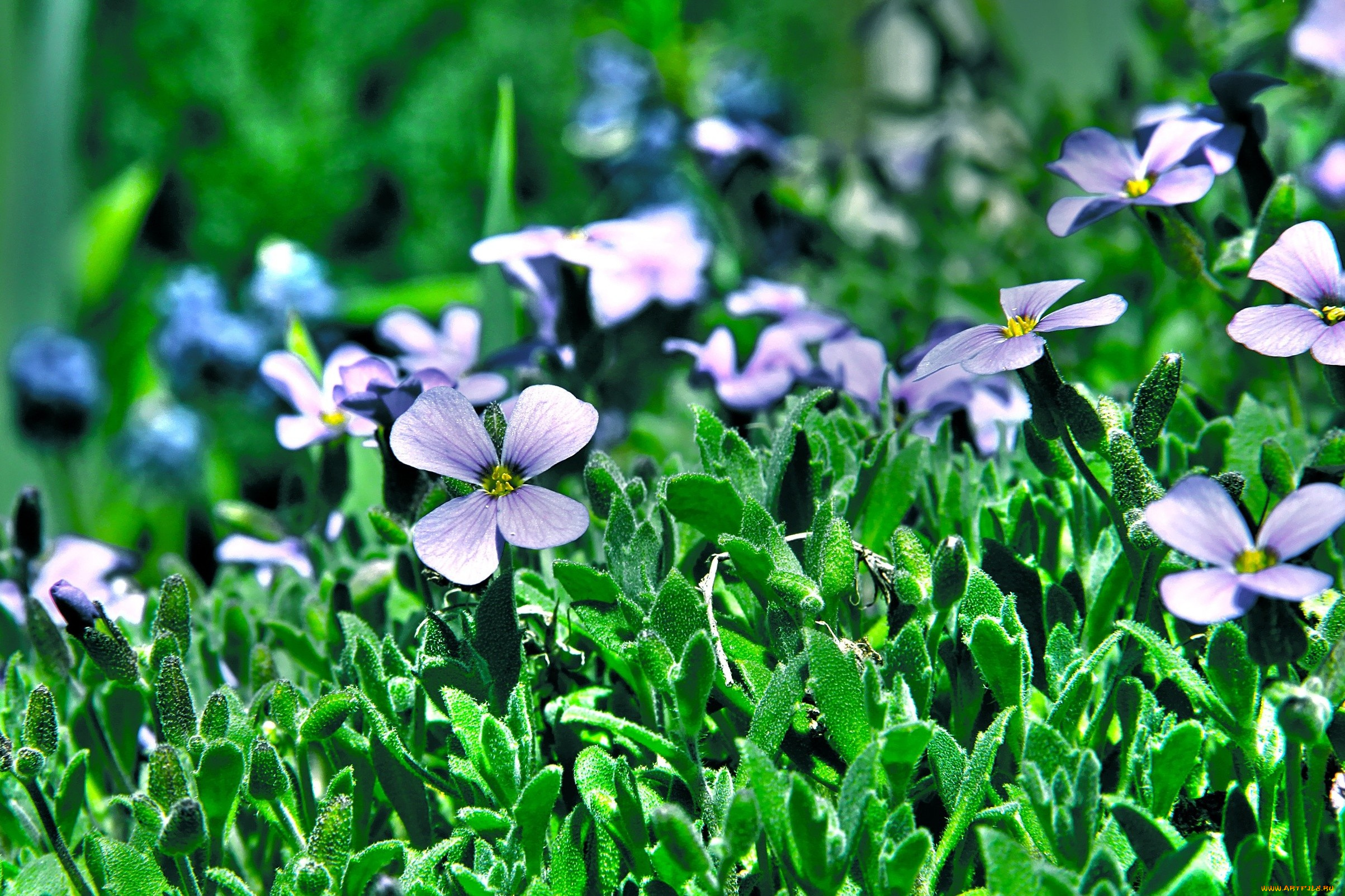 цветы, трава, зеленый, фон