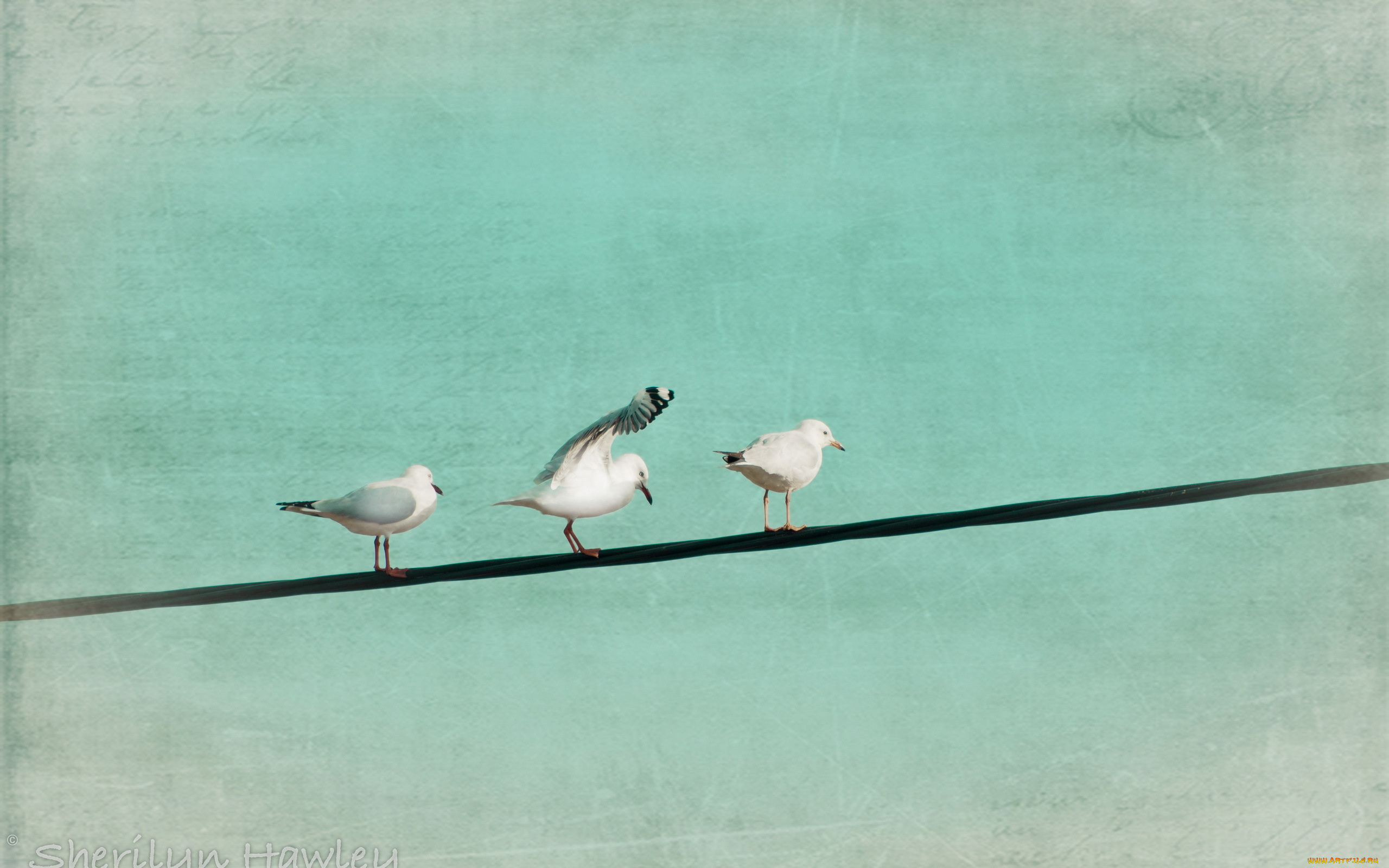 животные, Чайки, бакланы, крачки, цвет, стиль, птицы