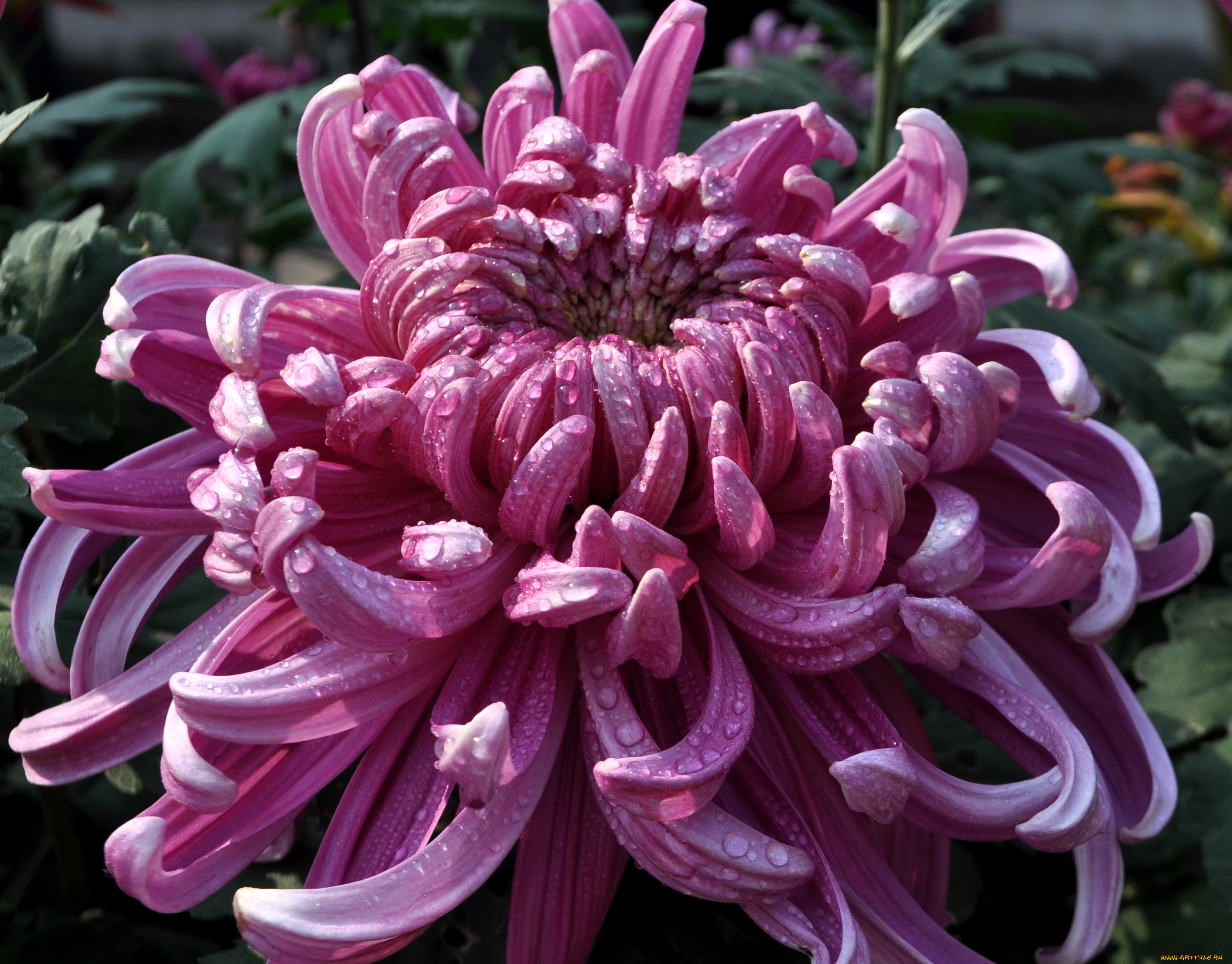 цветы, хризантемы, хризантема