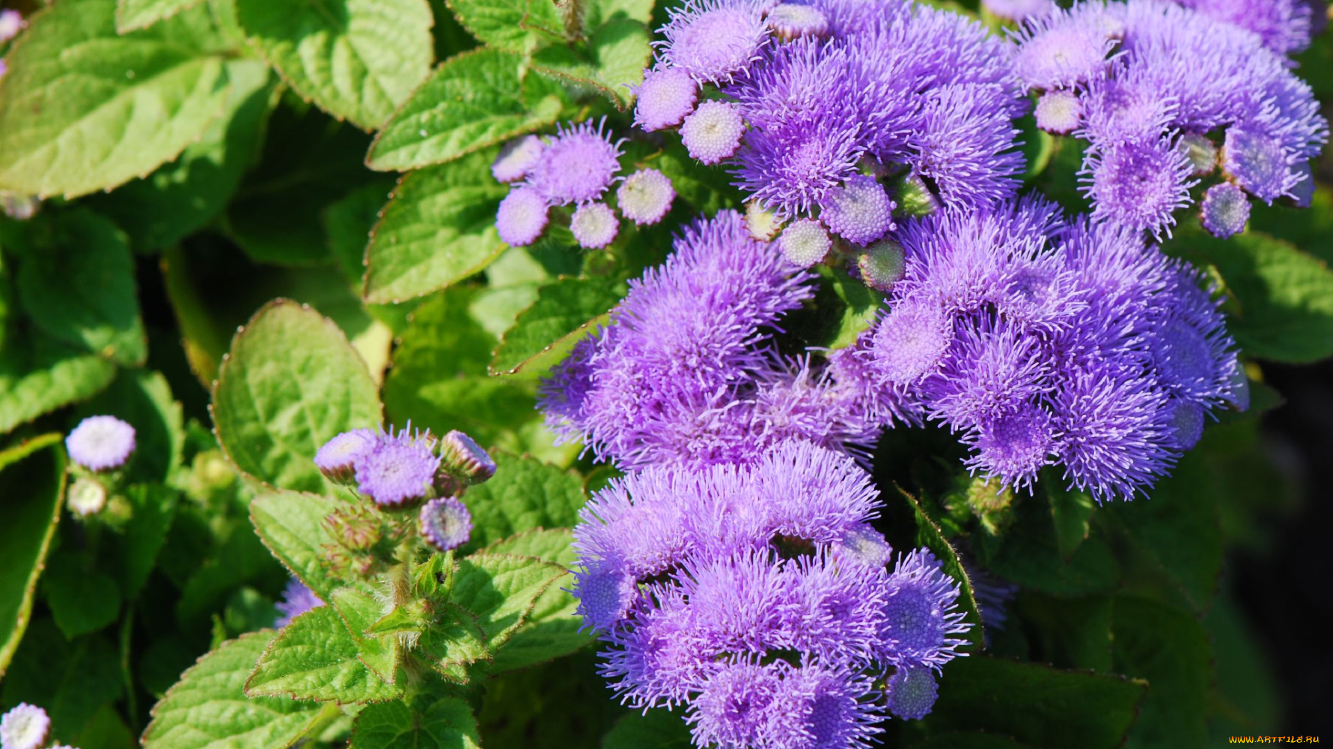 цветы, агератум, фиолетовый, пушистый