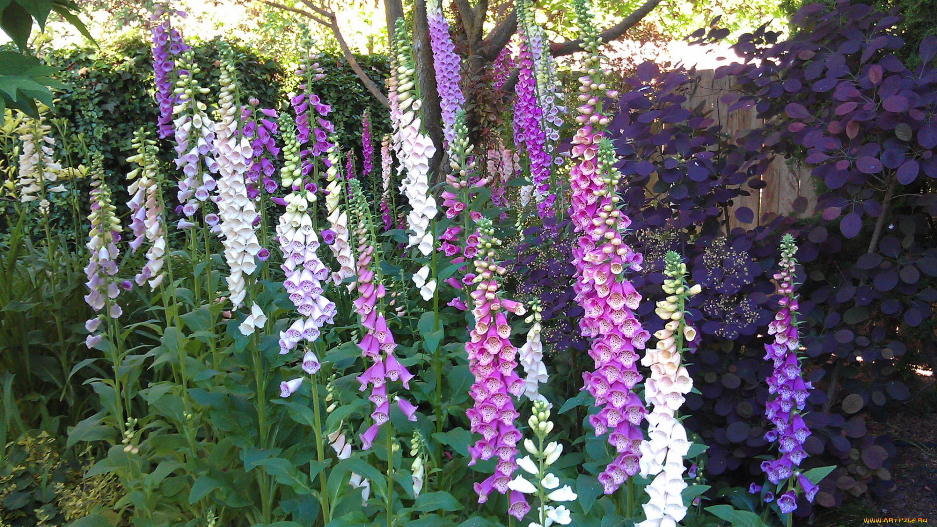 цветы, дигиталис, наперстянка, foxgloves, сад