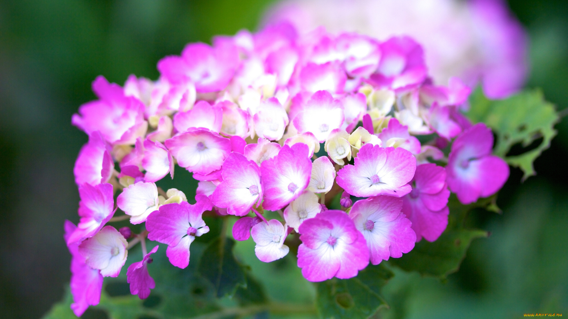 цветы, гортензия, макро, соцветие