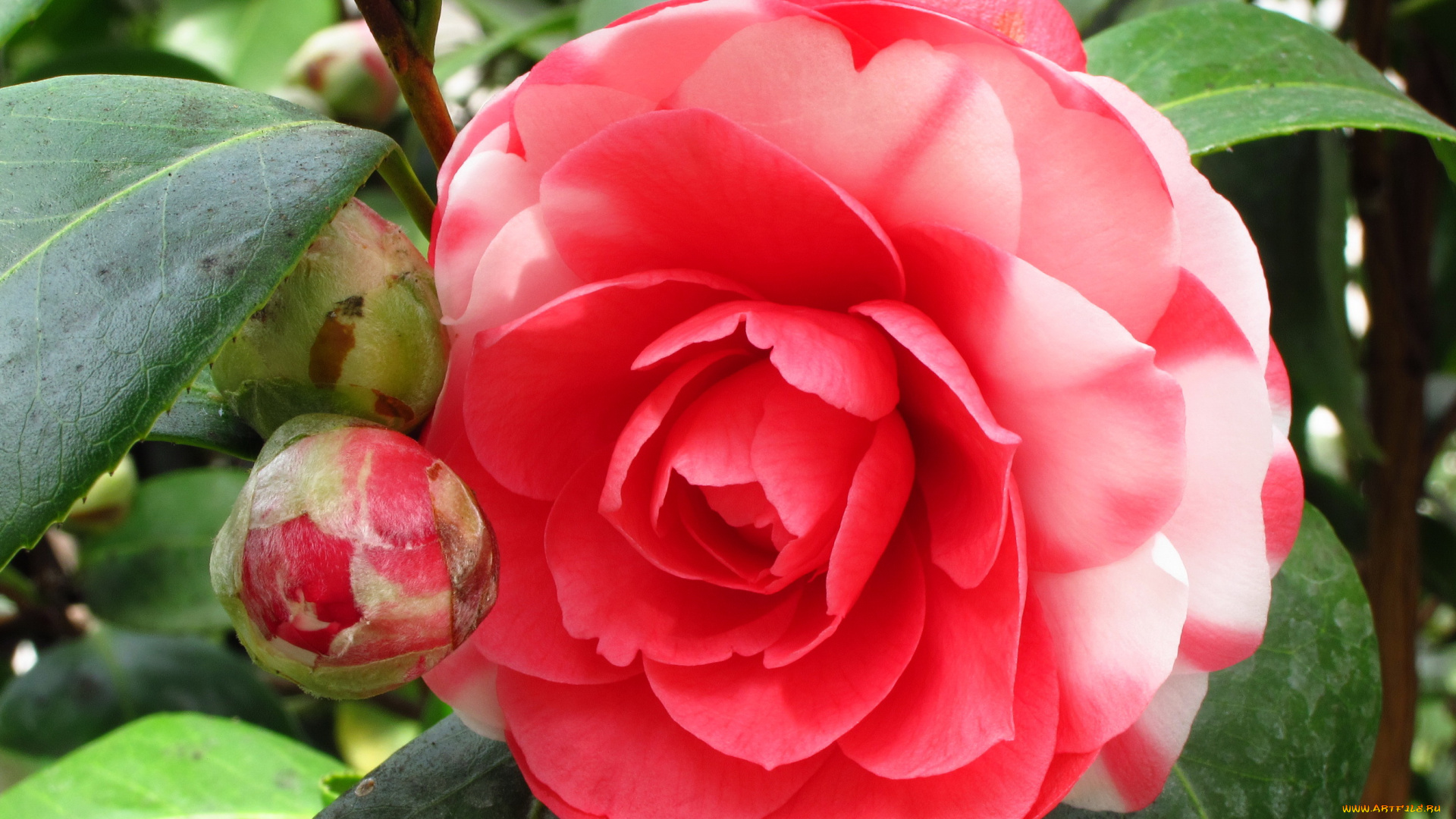 цветы, камелии, камелия