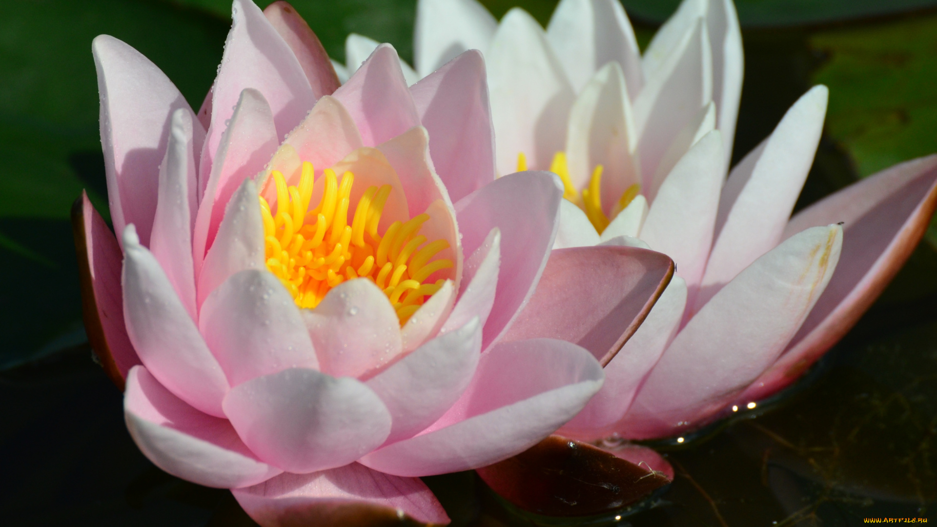 цветы, лилии, водяные, нимфеи, кувшинки, лепестки, макро, пара