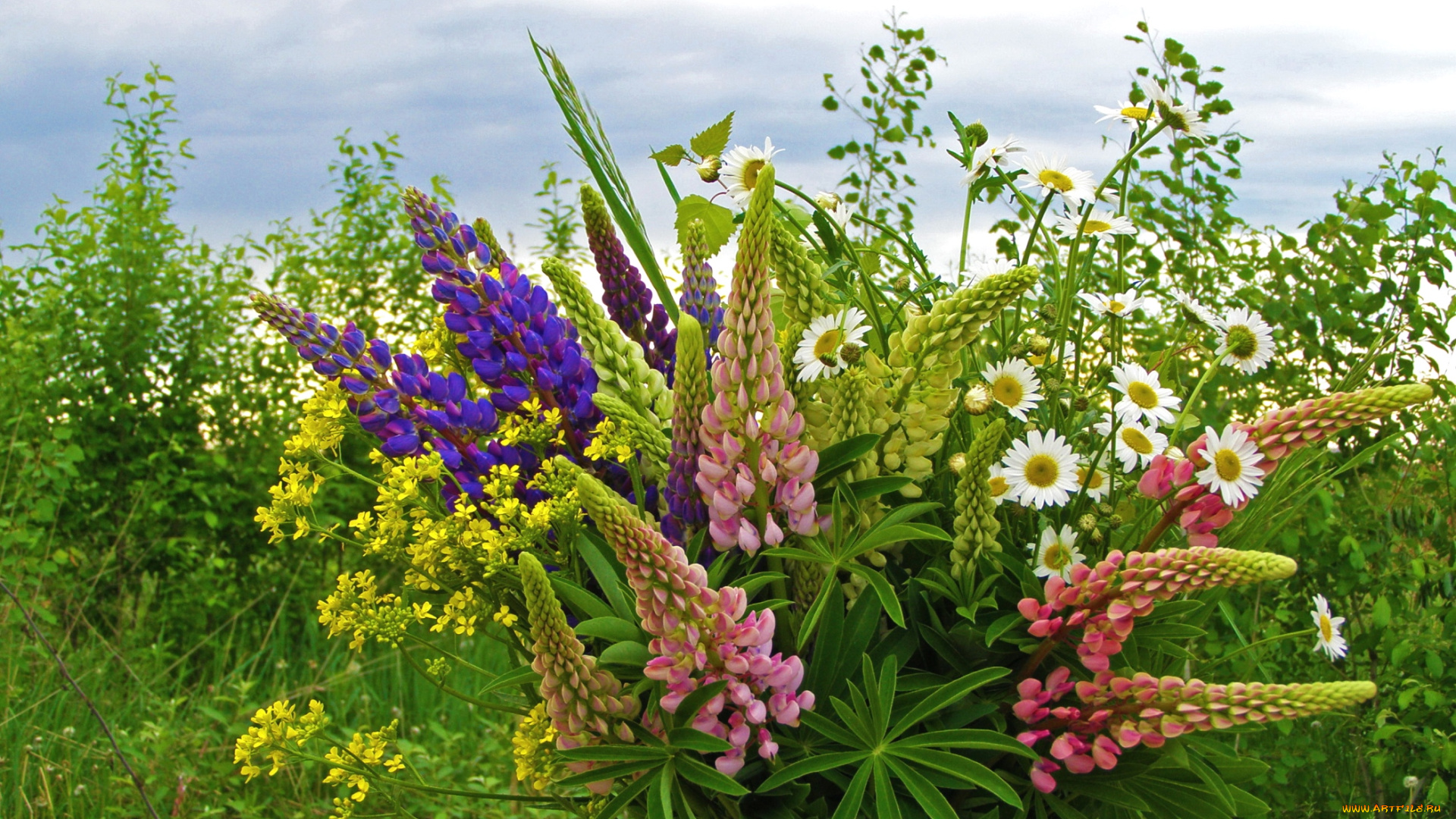 цветы, луговые, полевые, ромашки, люпин