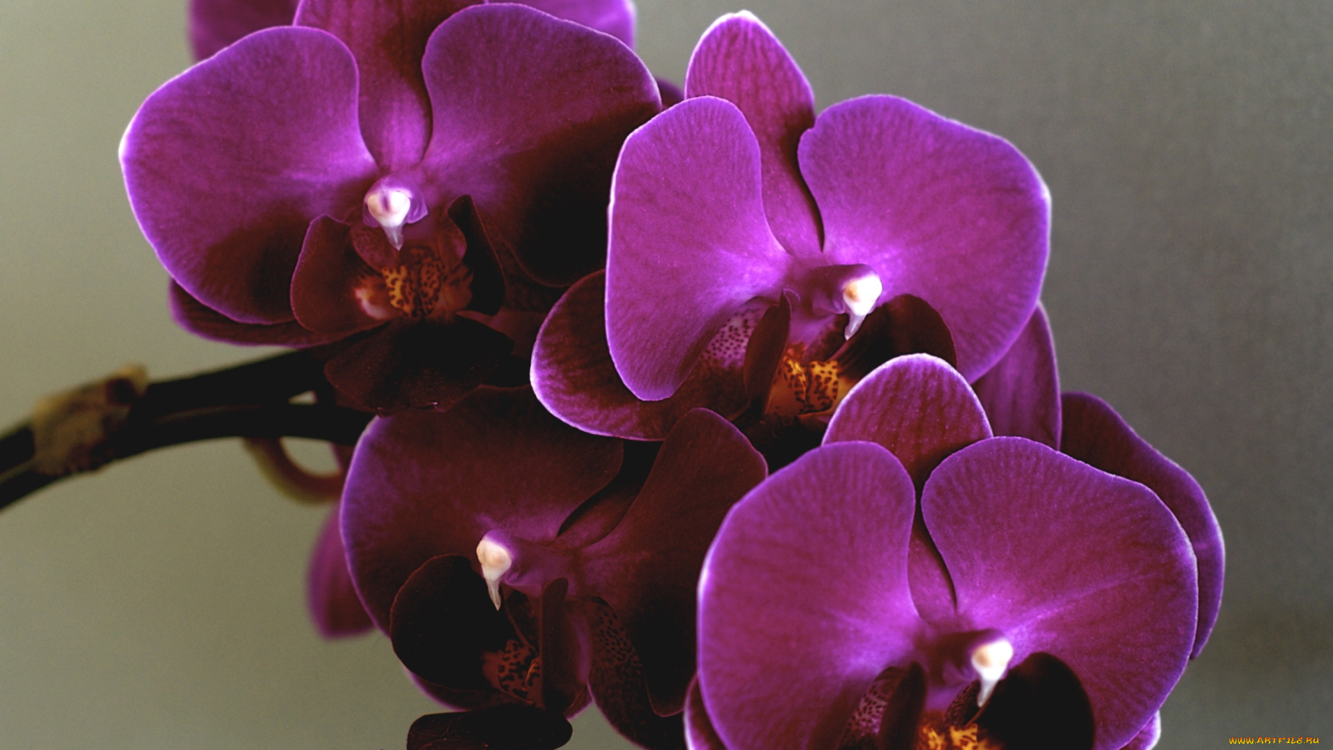 цветы, орхидеи, лиловый, ветка