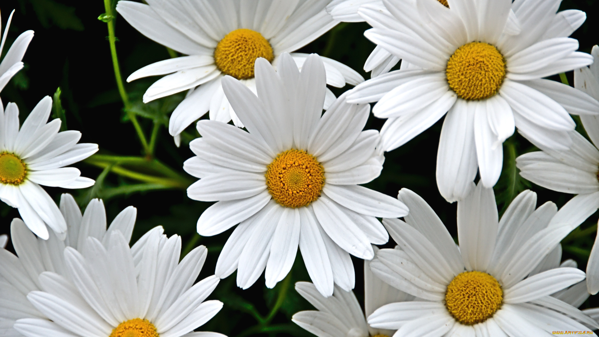 цветы, ромашки, белый