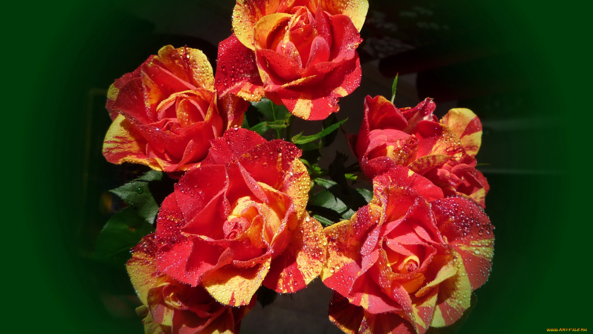 цветы, розы