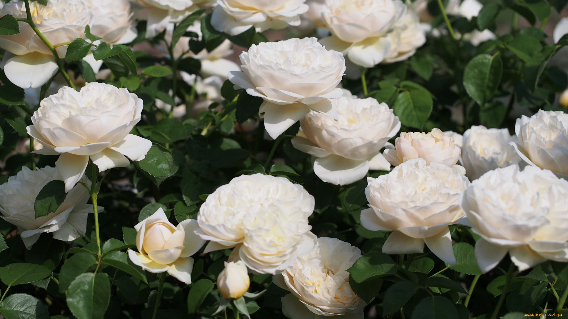 цветы, розы, белые