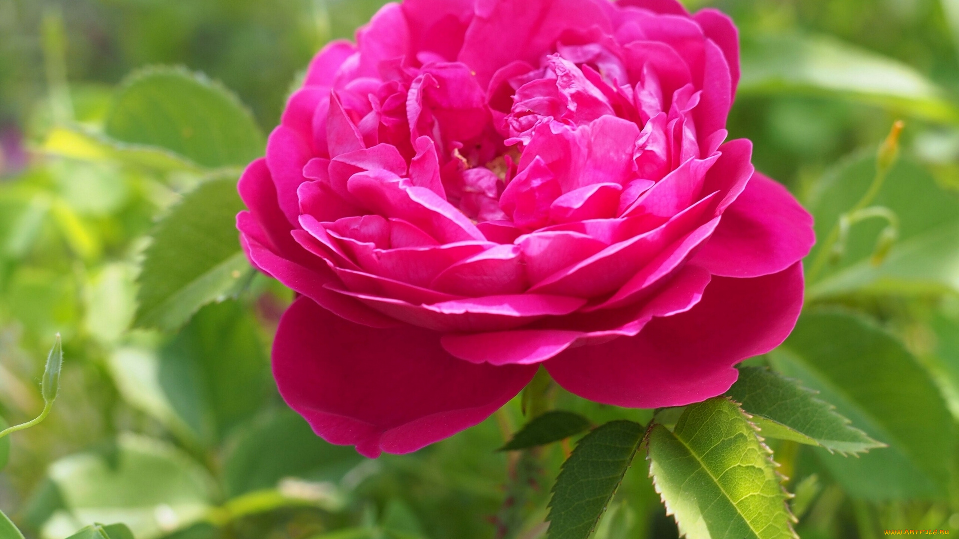 цветы, розы, бутон, макро