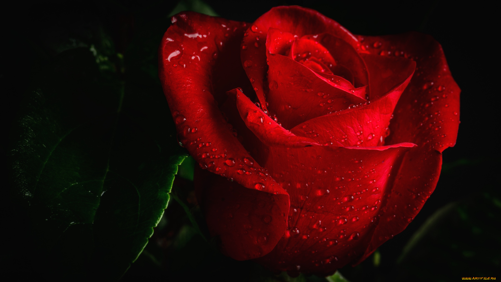 цветы, розы, макро