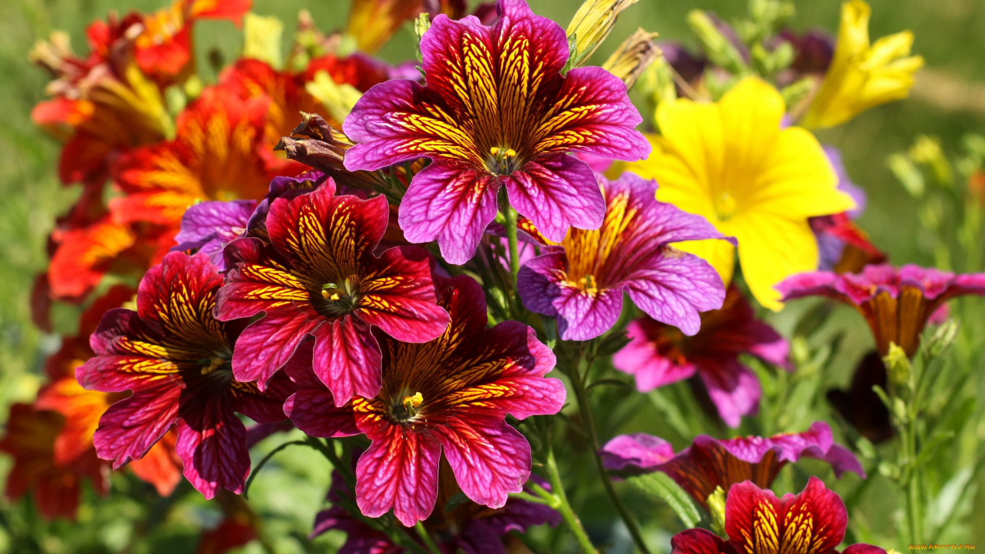 цветы, сальпиглоссис, яркий