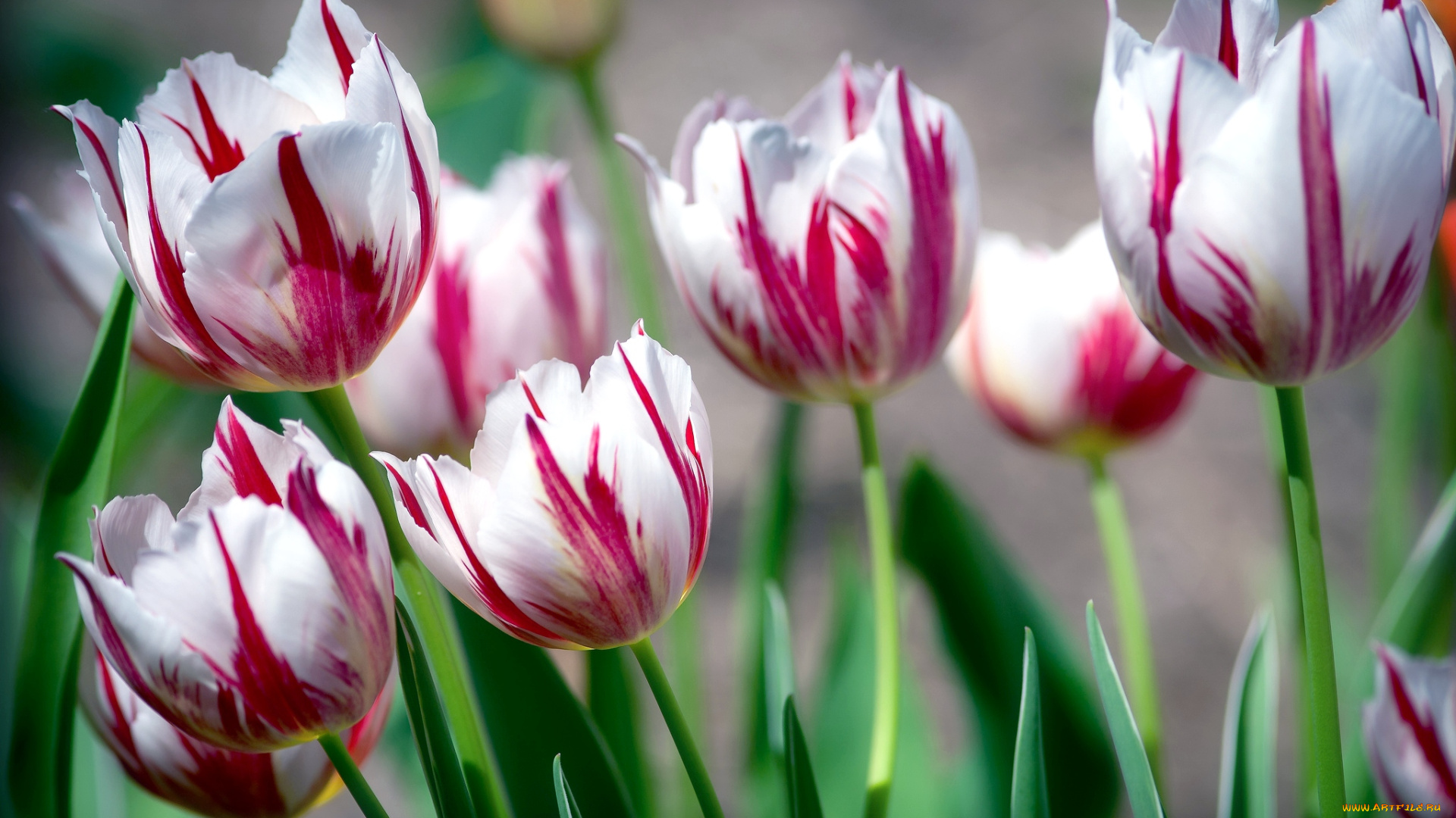 цветы, тюльпаны, пестрый