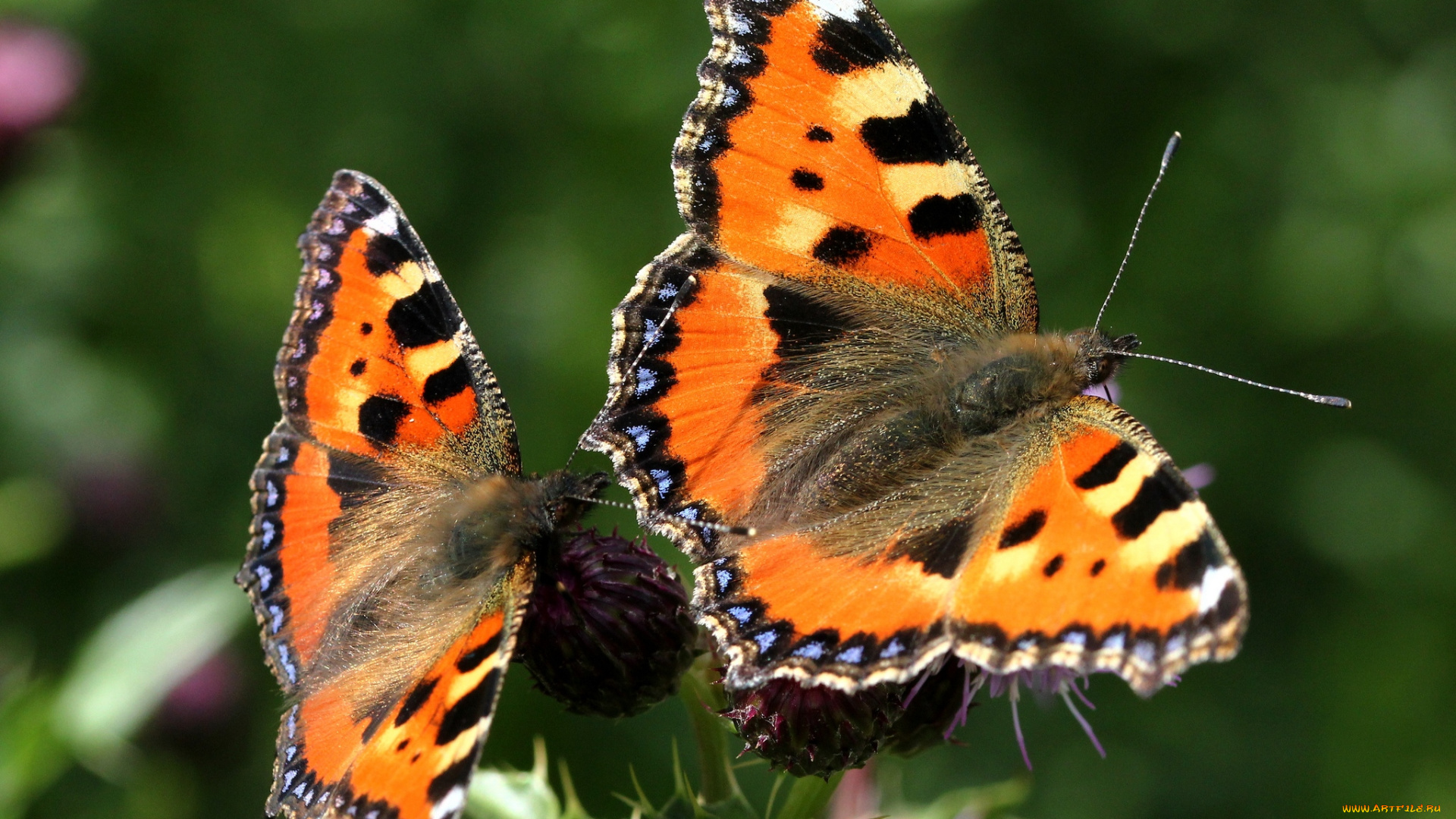 животные, бабочки, крылья