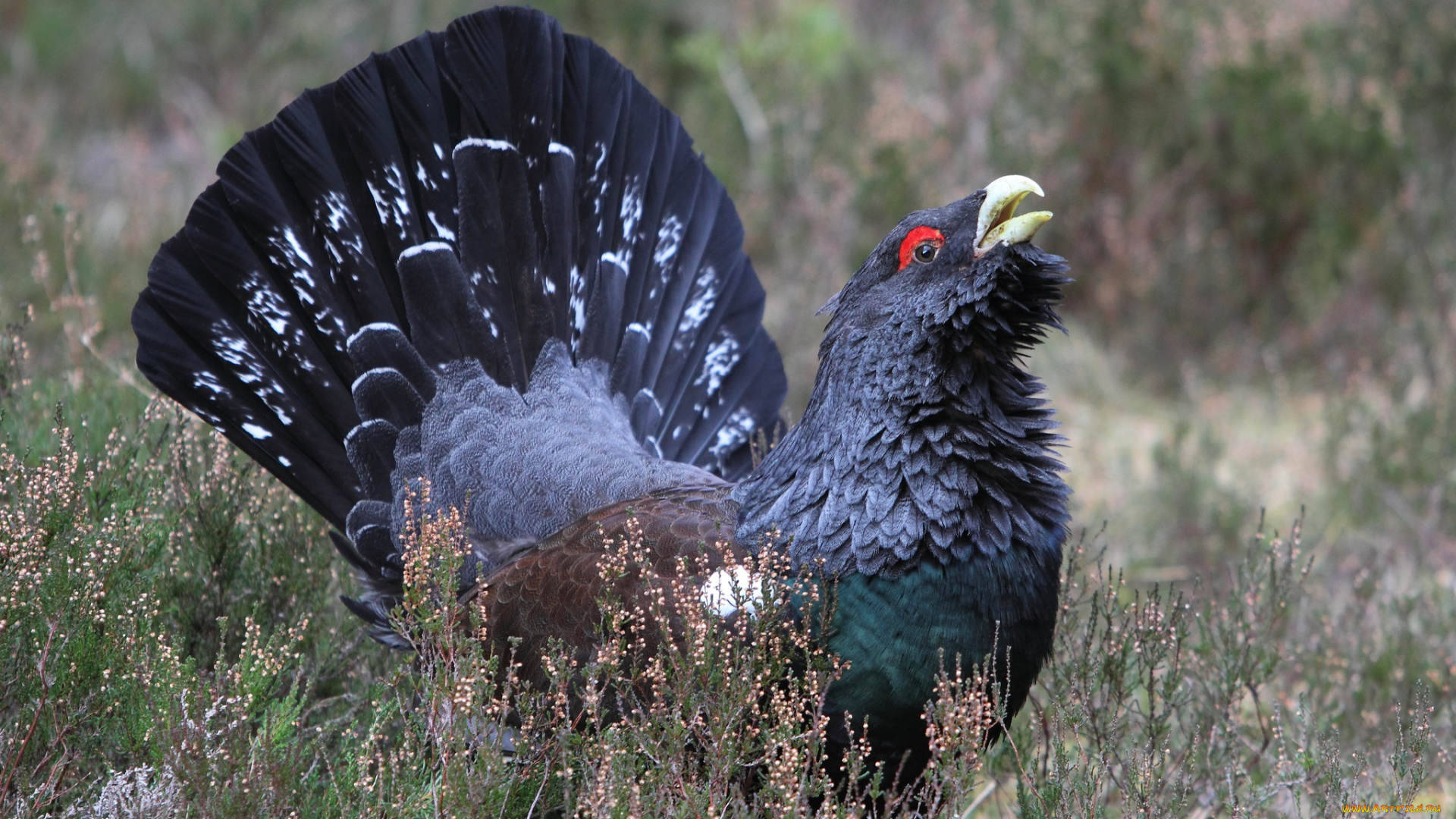 животные, глухари, тетерева, фазаны, луг, трава, токовище, глухарь, оперение