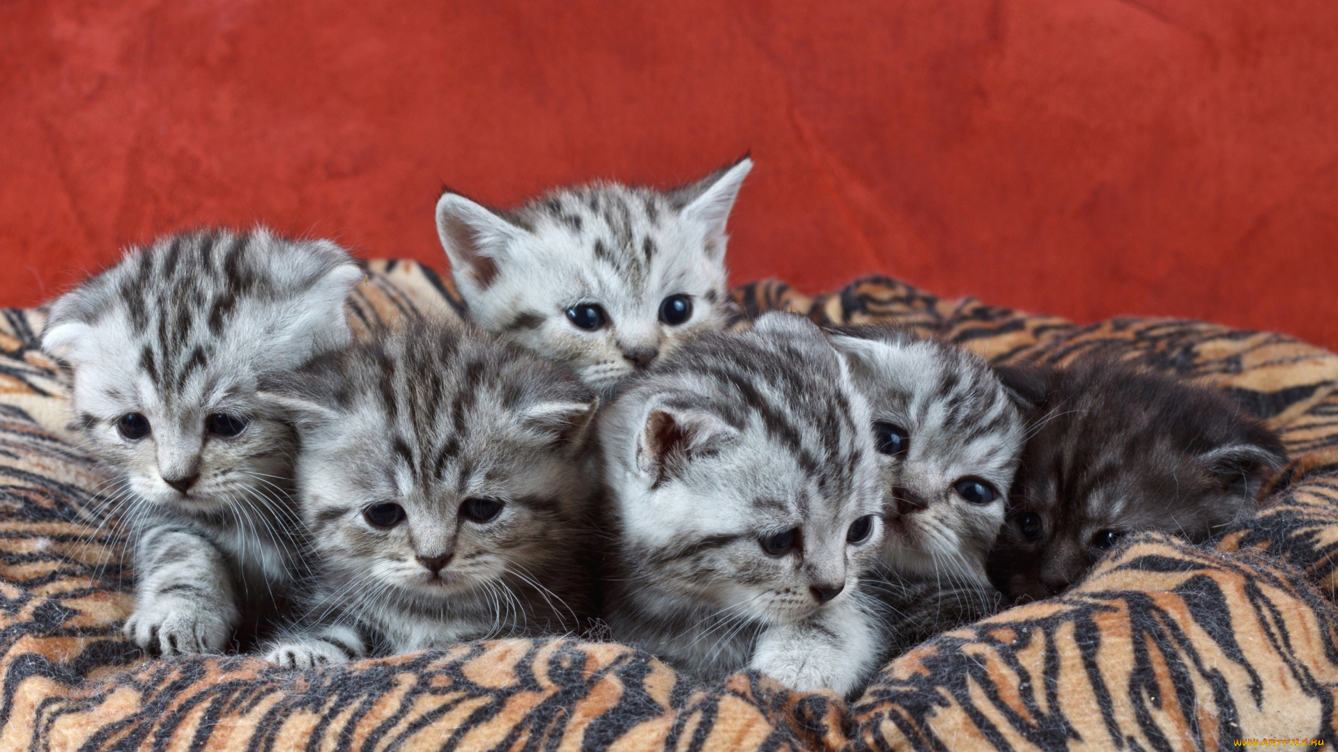 животные, коты, котята