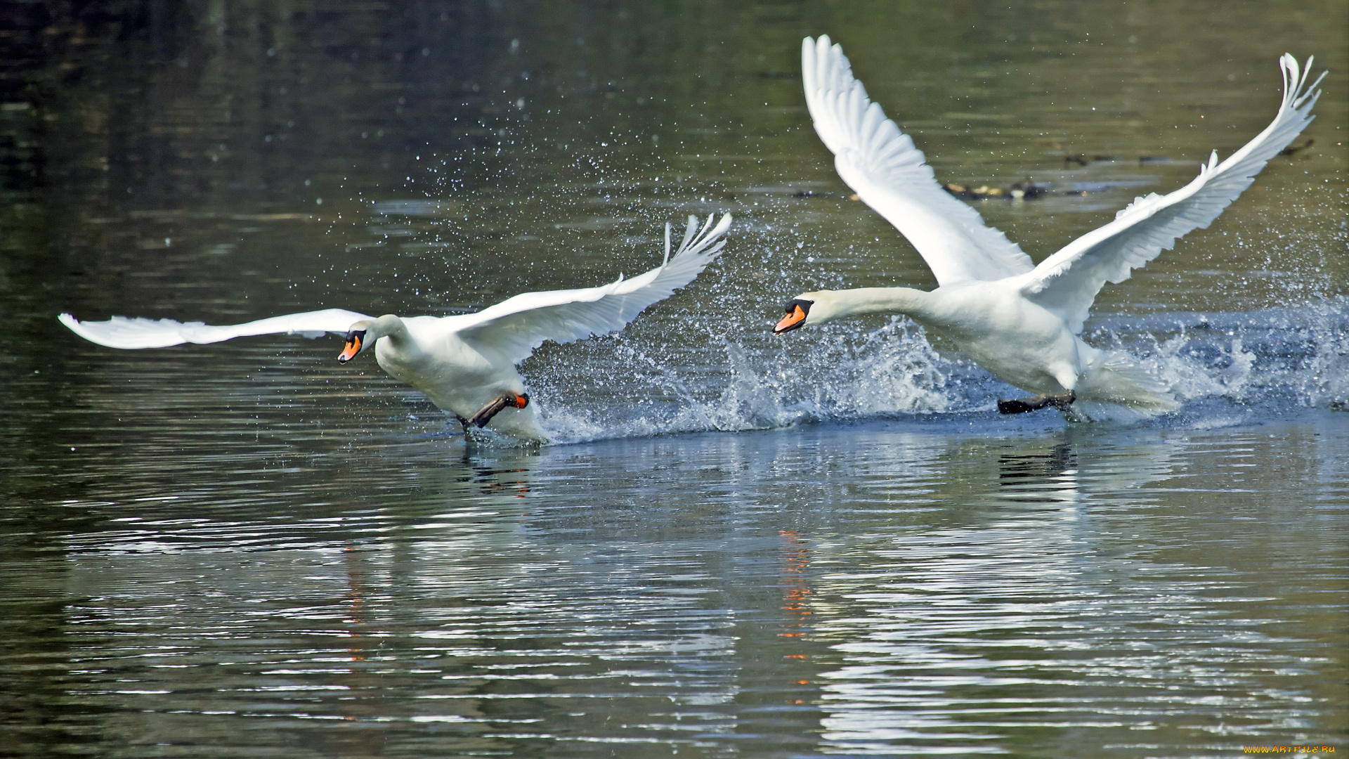 животные, лебеди, размах, крылья, взлет, вода, брызги, разбег