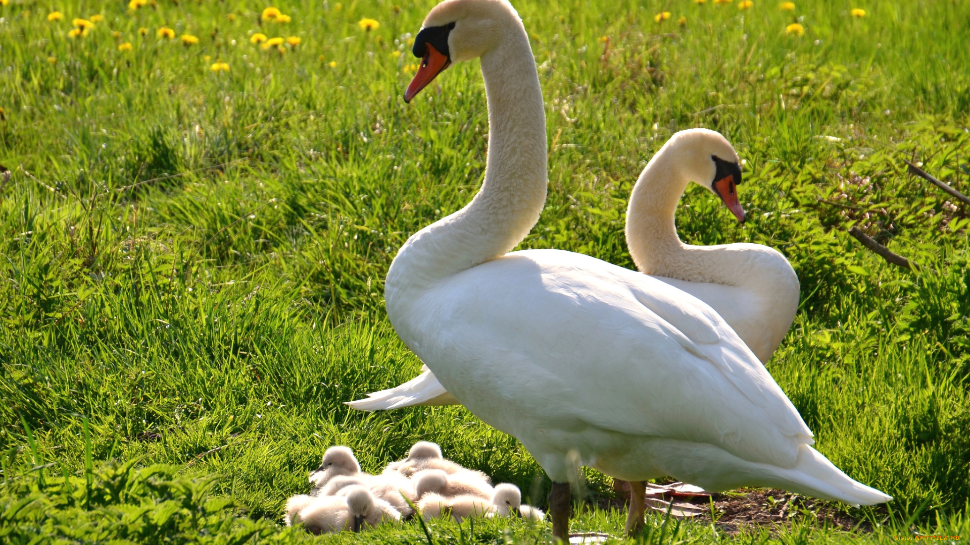 животные, лебеди, семья, птенцы