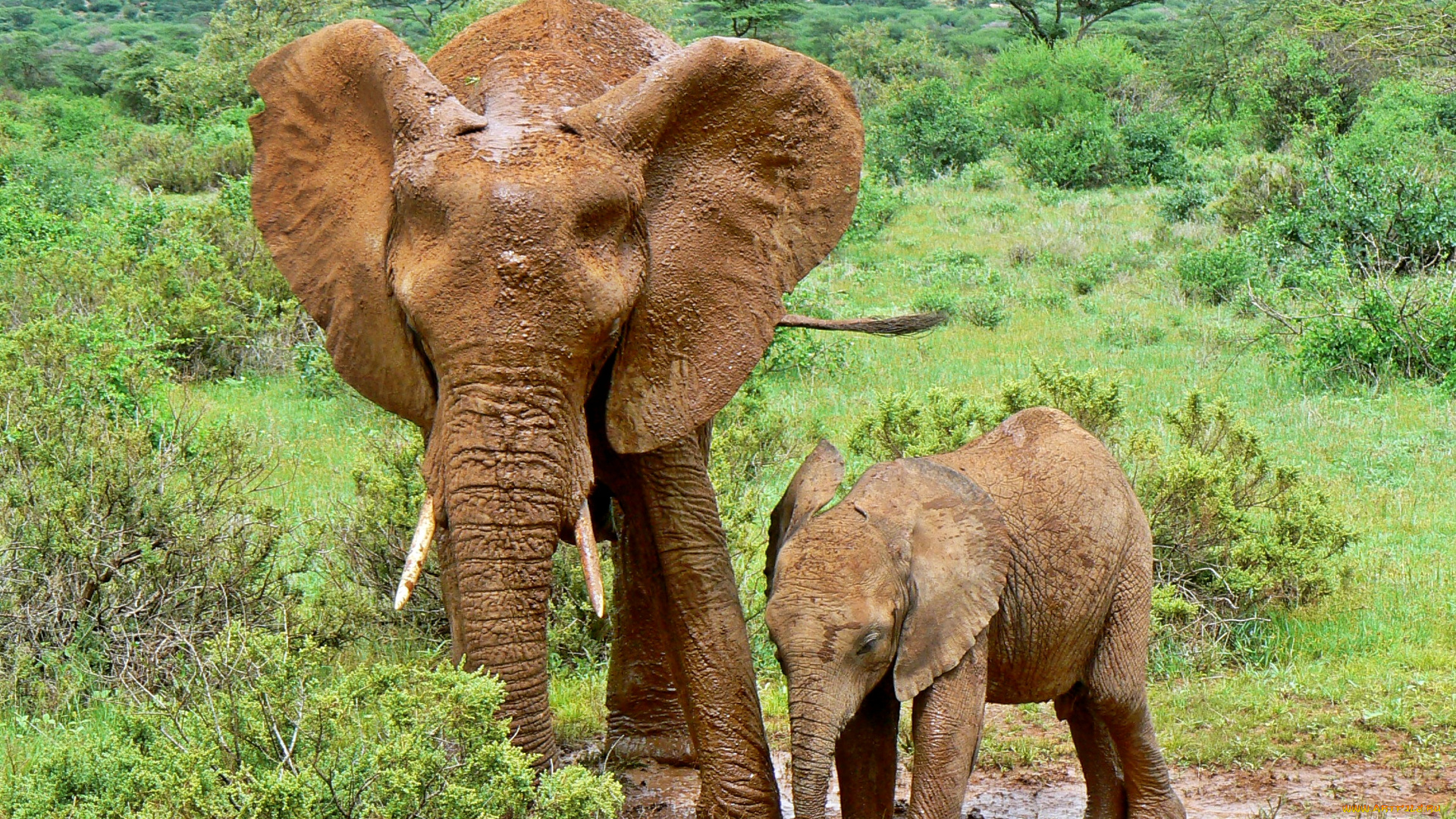 животные, слоны, детеныш, слониха, грязь, лужа, саванна